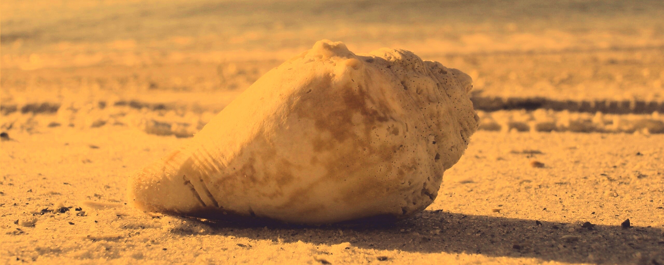 Морская раковина на пляже обои