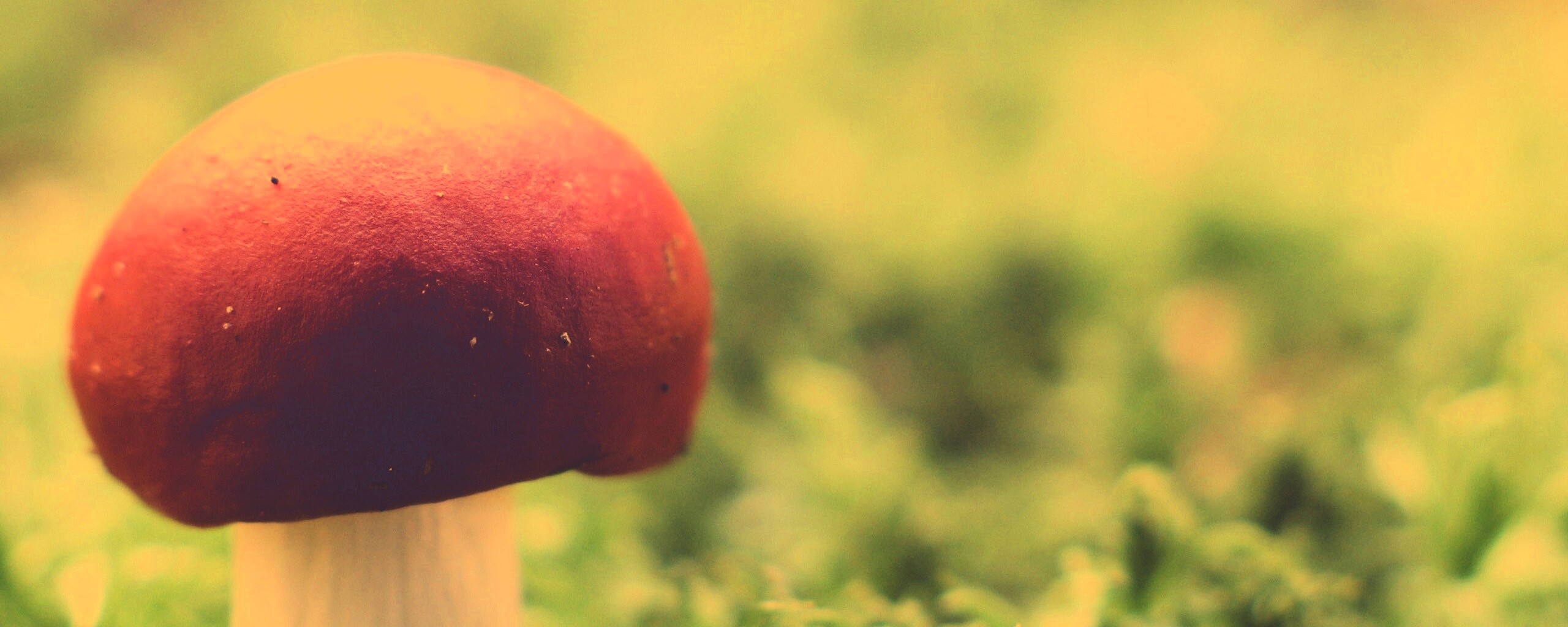 Грибок с красной шапкой обои