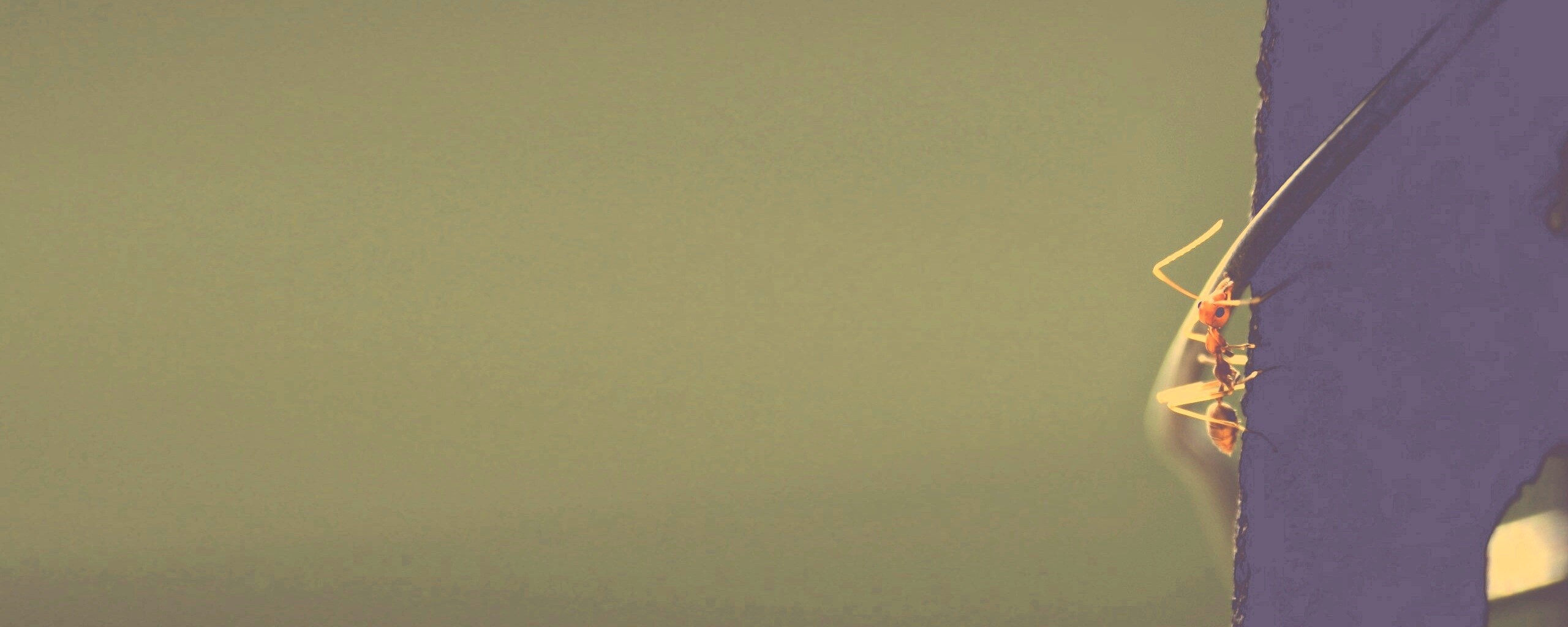 Муравей-пожарник обои