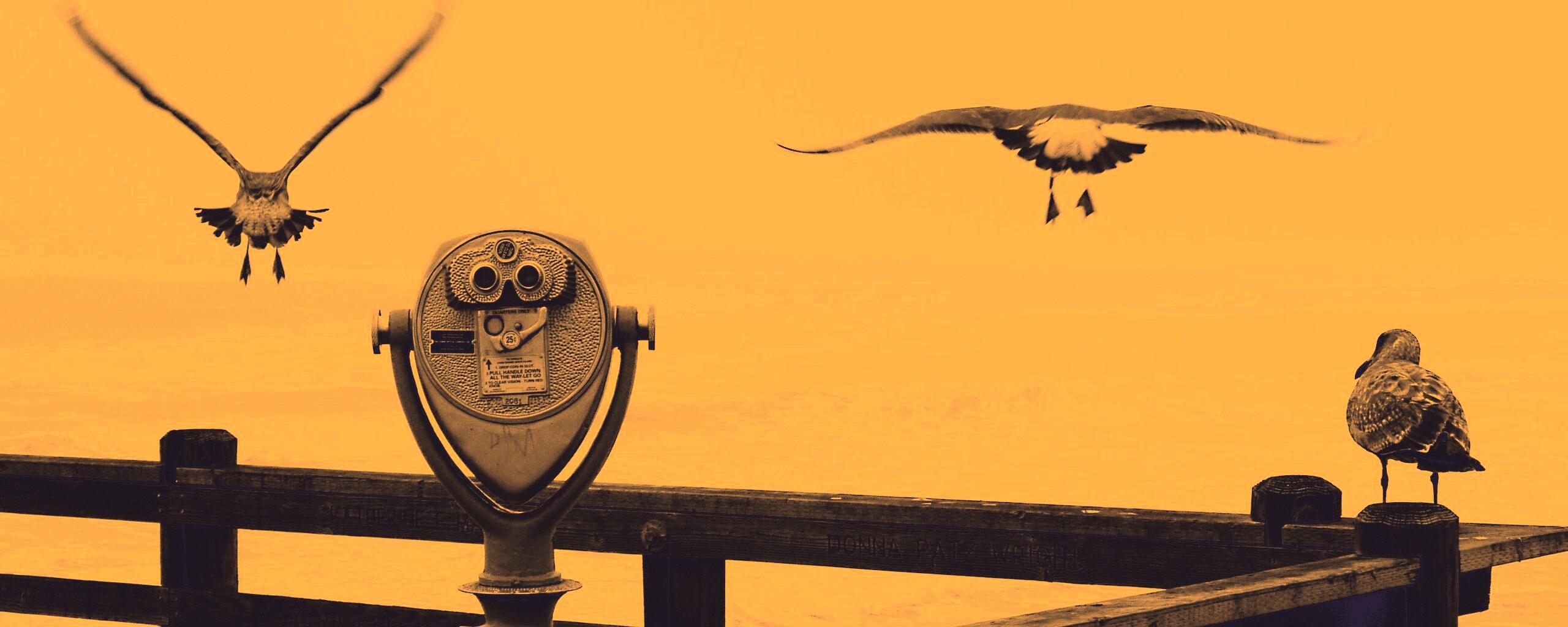Чайки на перилах пирса обои
