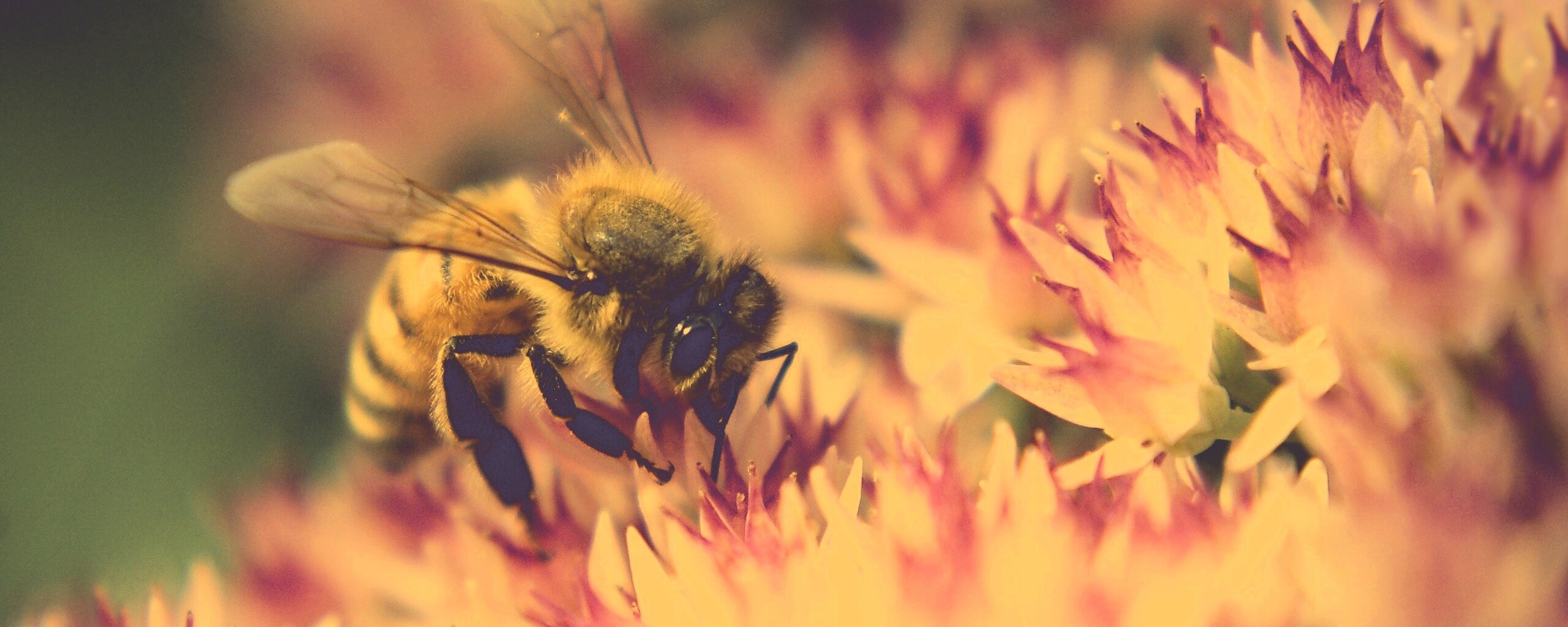 Пчела собирает пыльцу обои