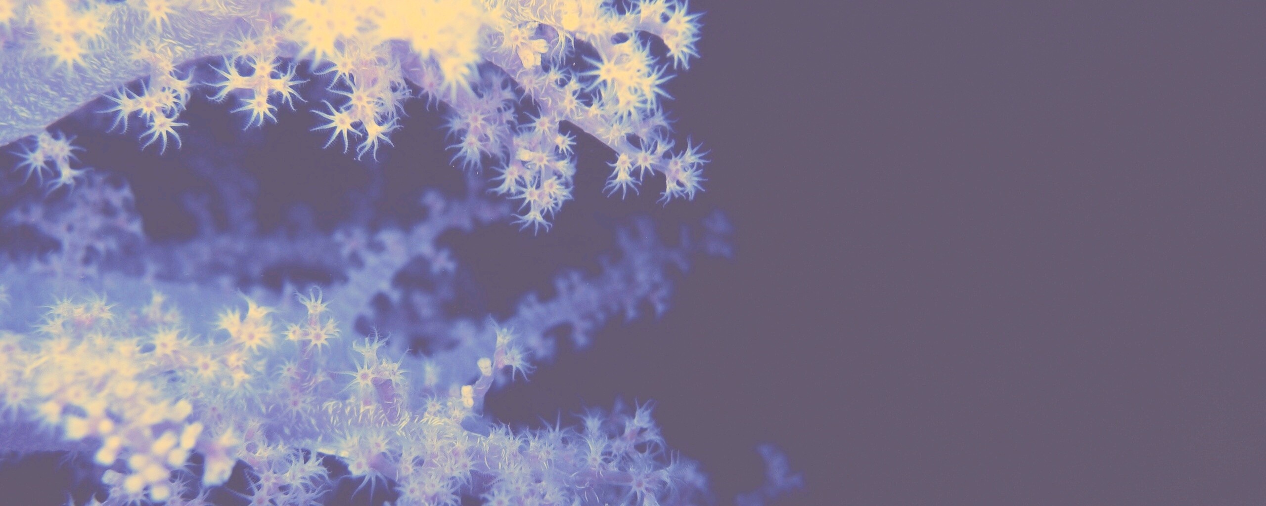 Кораллы обои