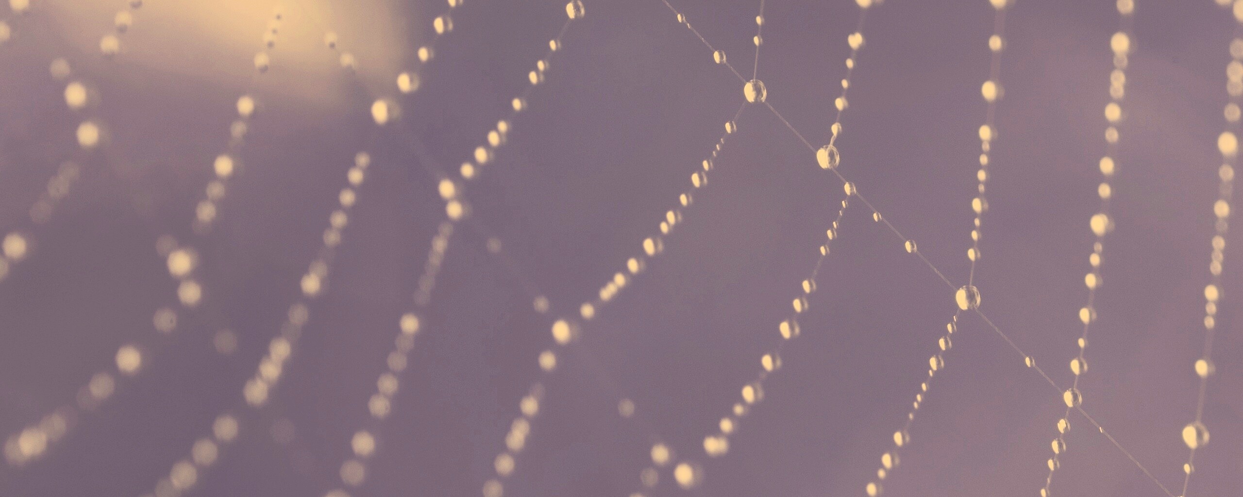 Паучья сеть обои