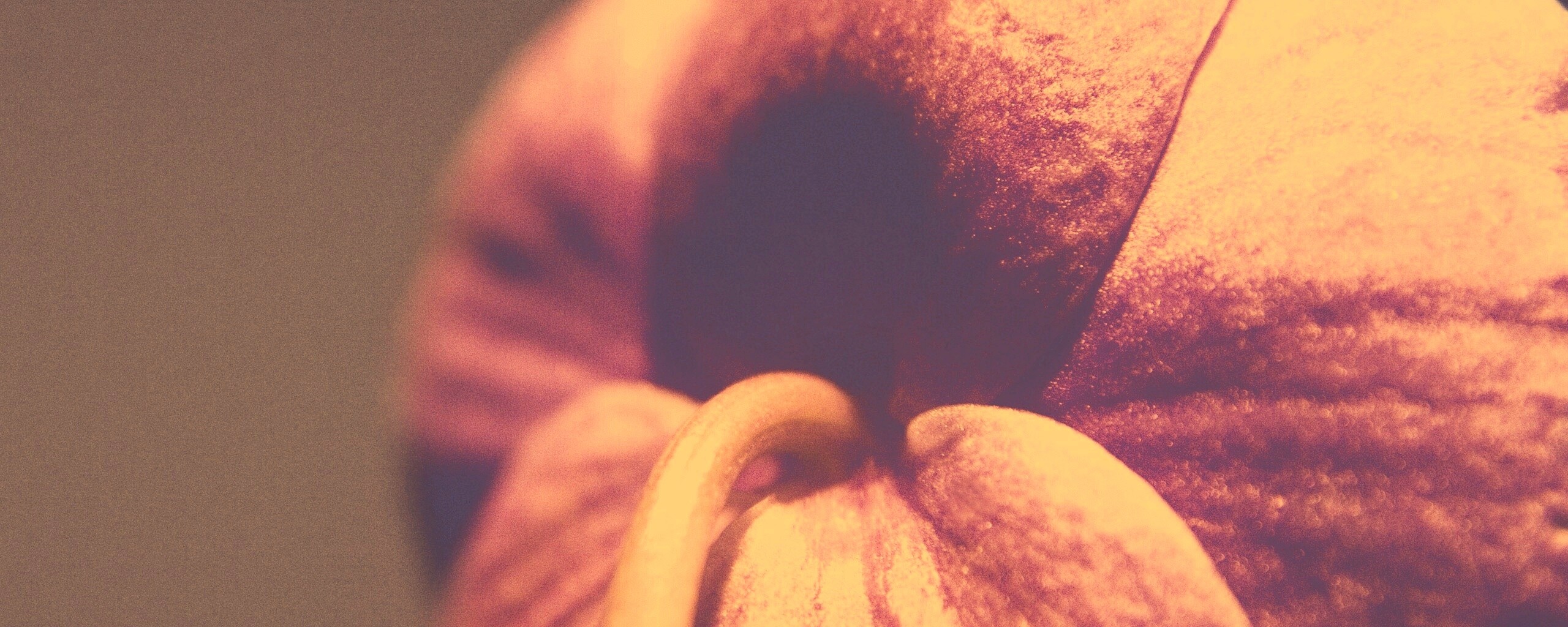 Розовый стебель обои