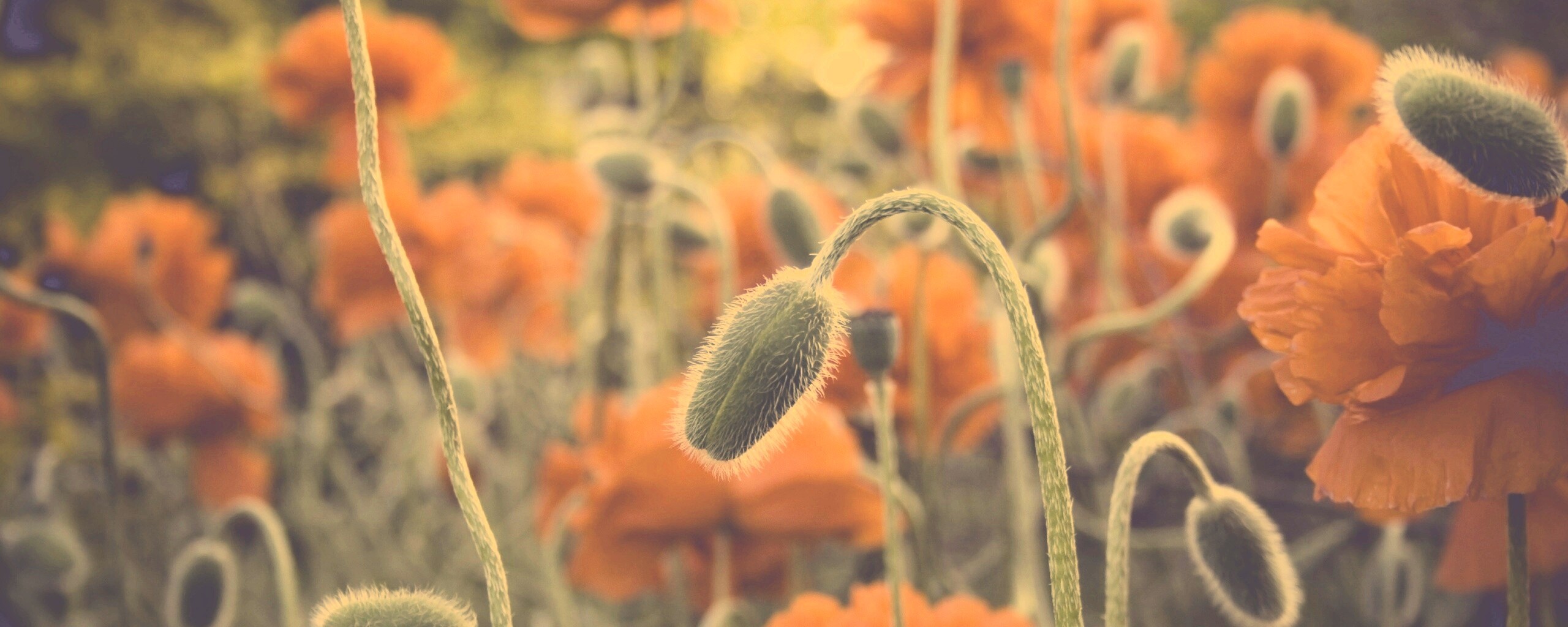 Бутон среди цветов обои