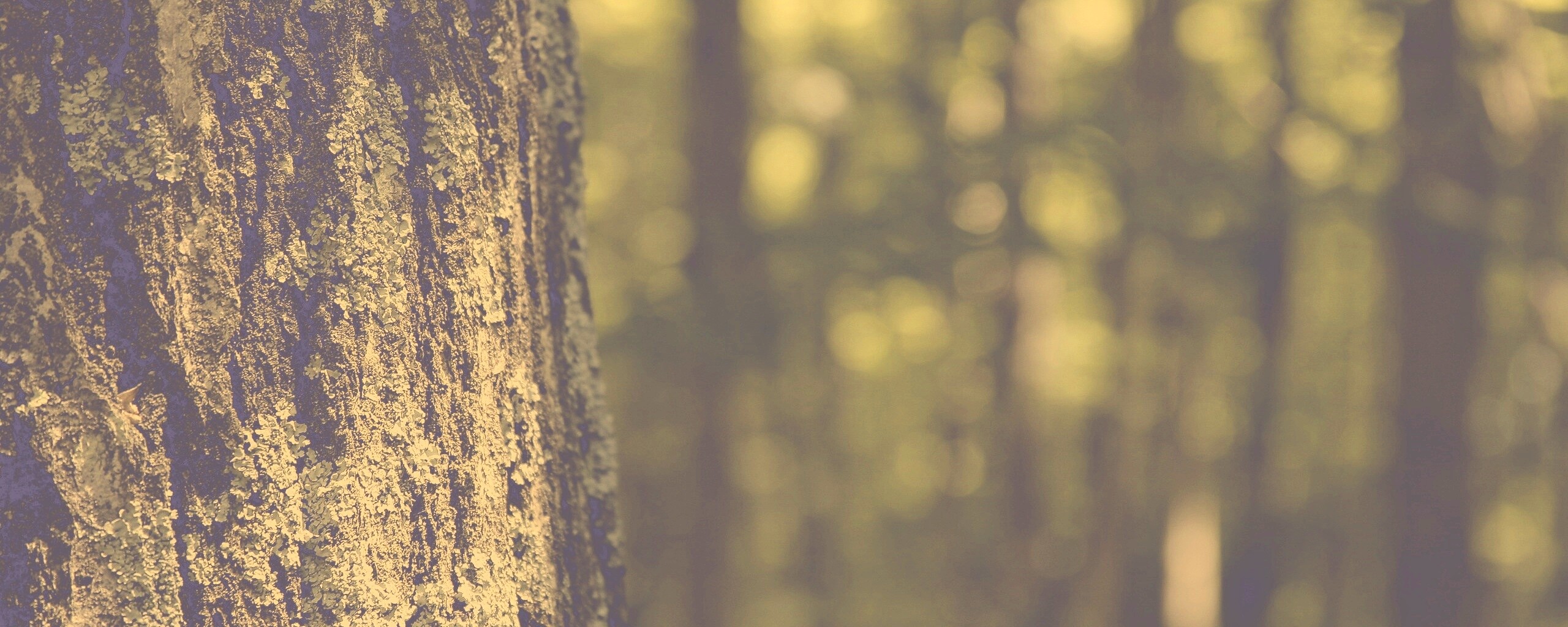 Ствол дерева обои