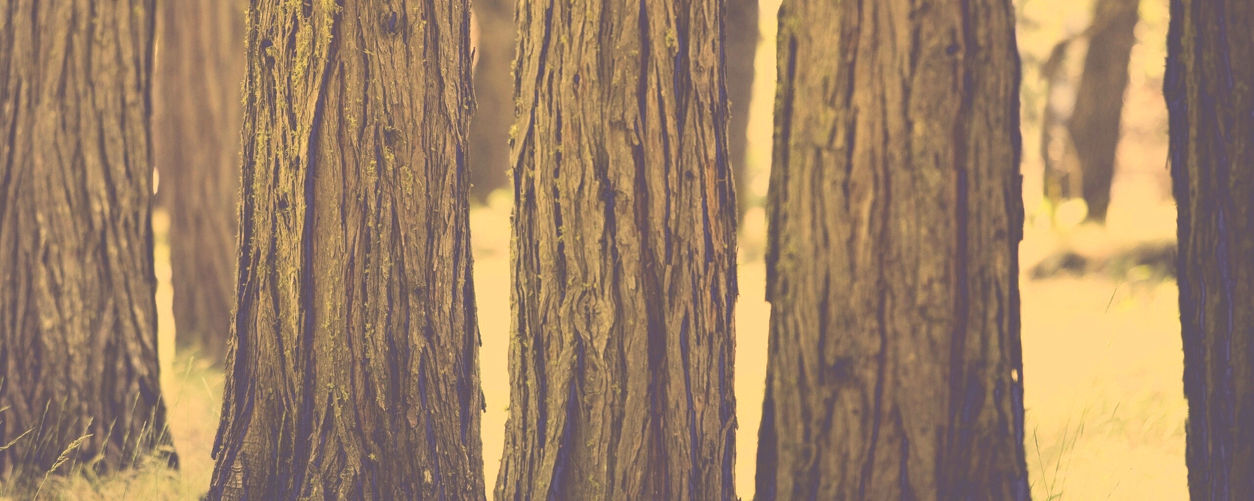 Стволы деревьев  обои