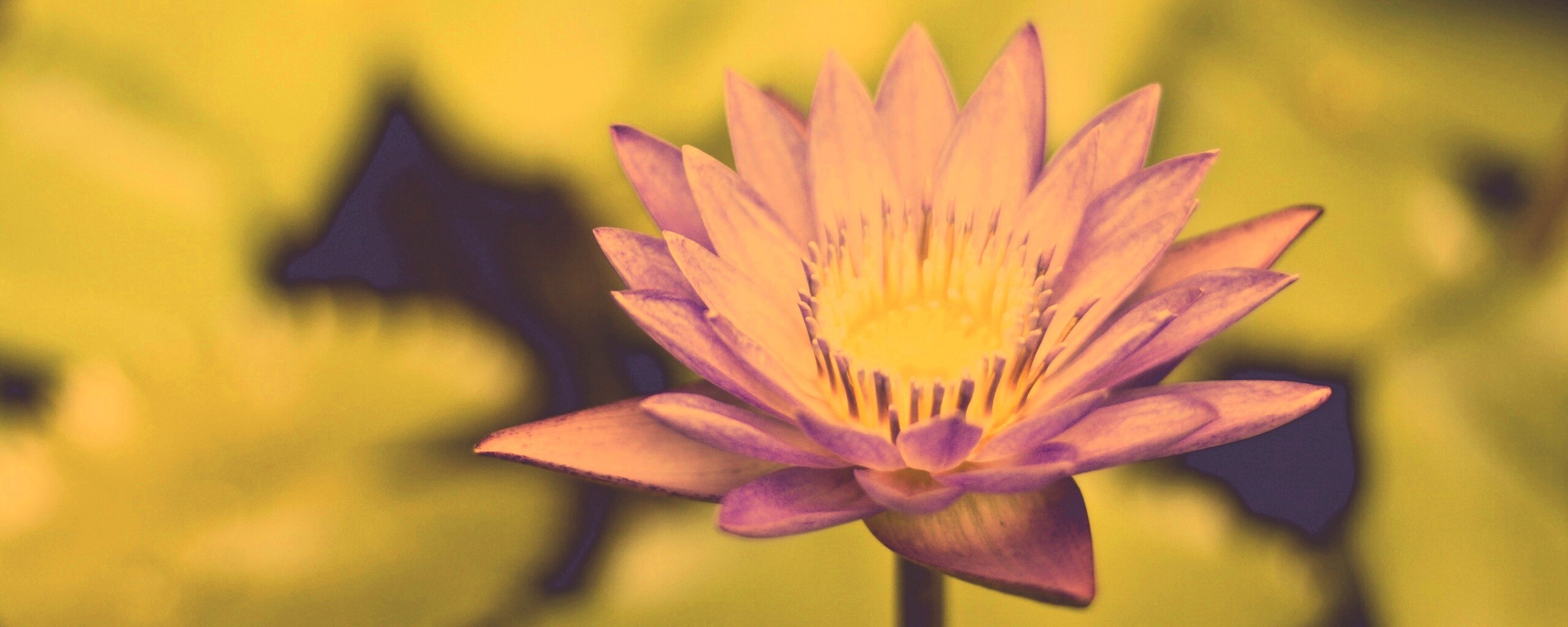 Фиолетовый цветок обои