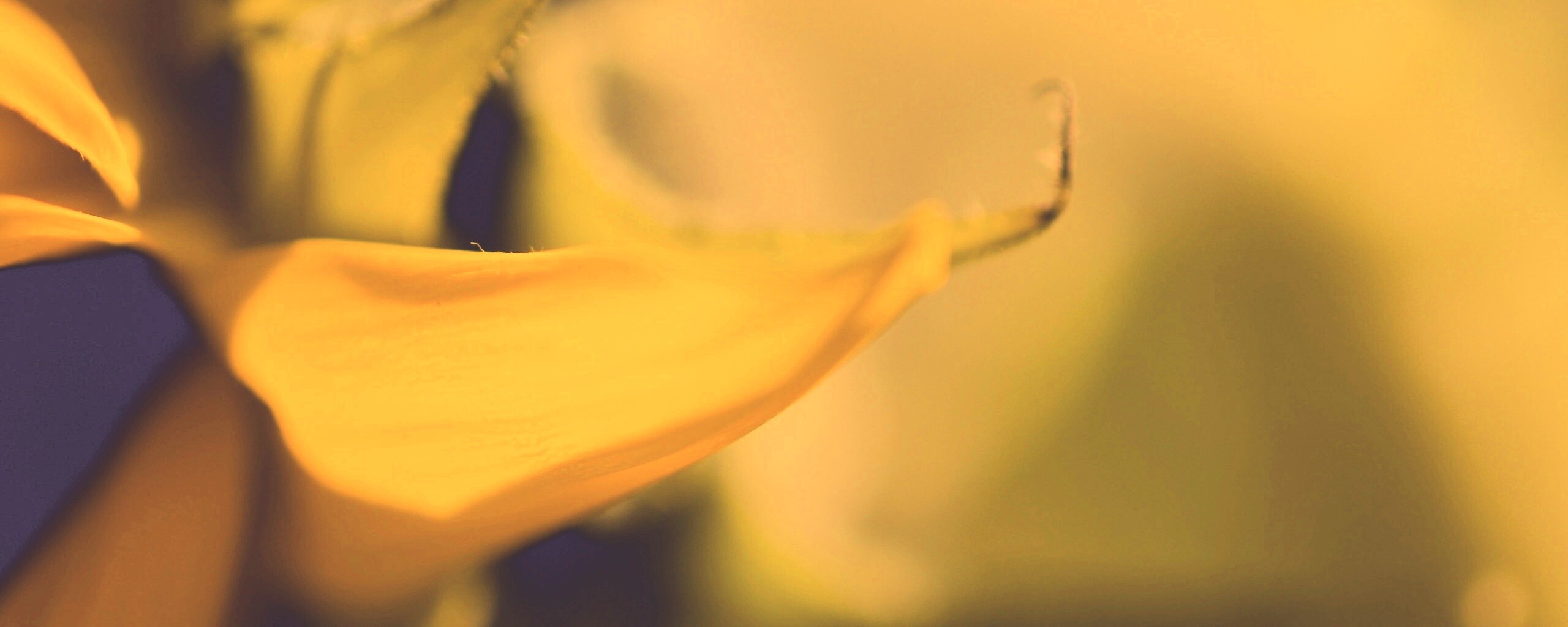 Солнечный цветок обои