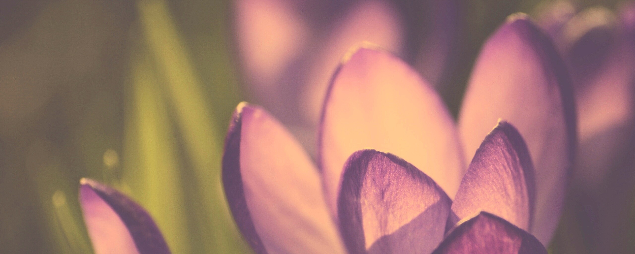 Фиолетовый крокус обои