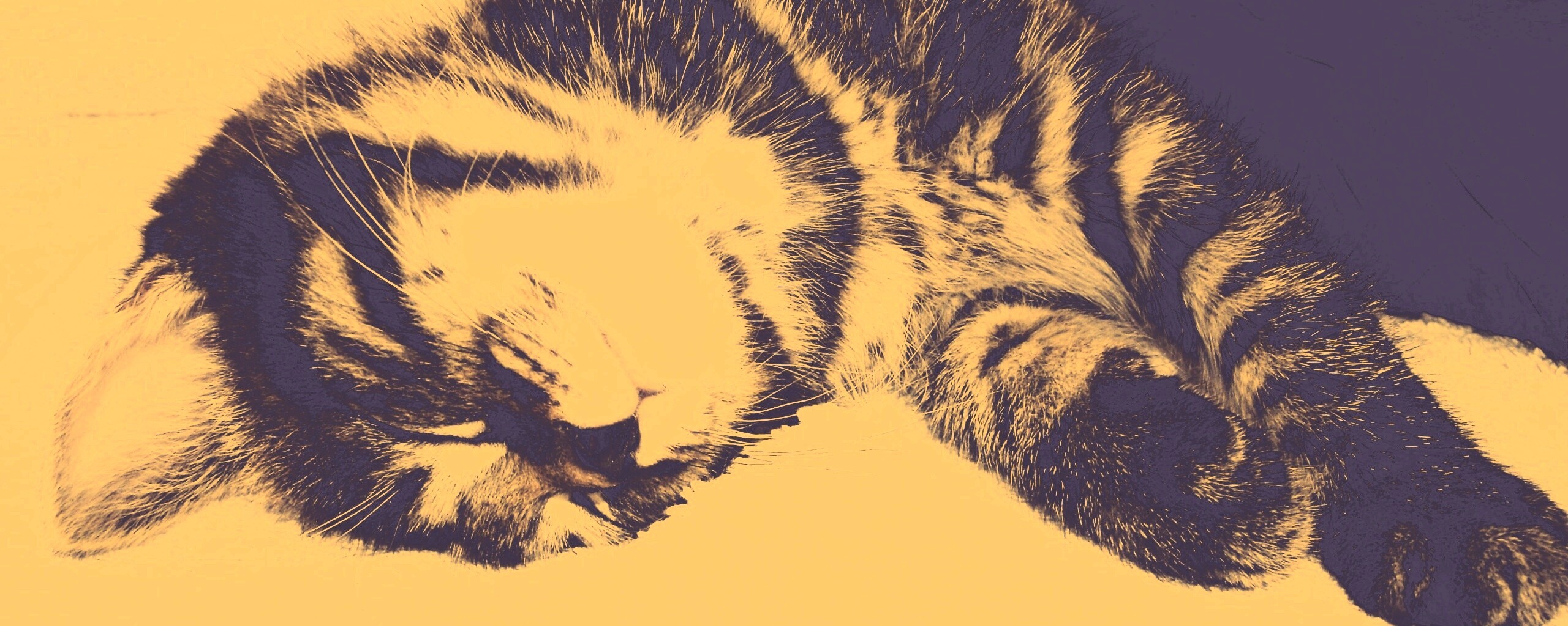 Довольный кот обои