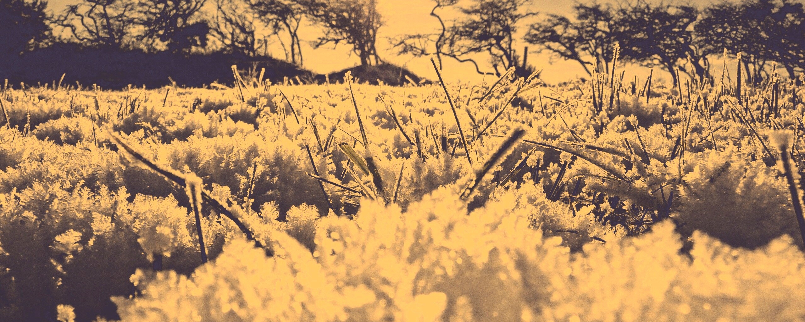 Утренний мороз обои