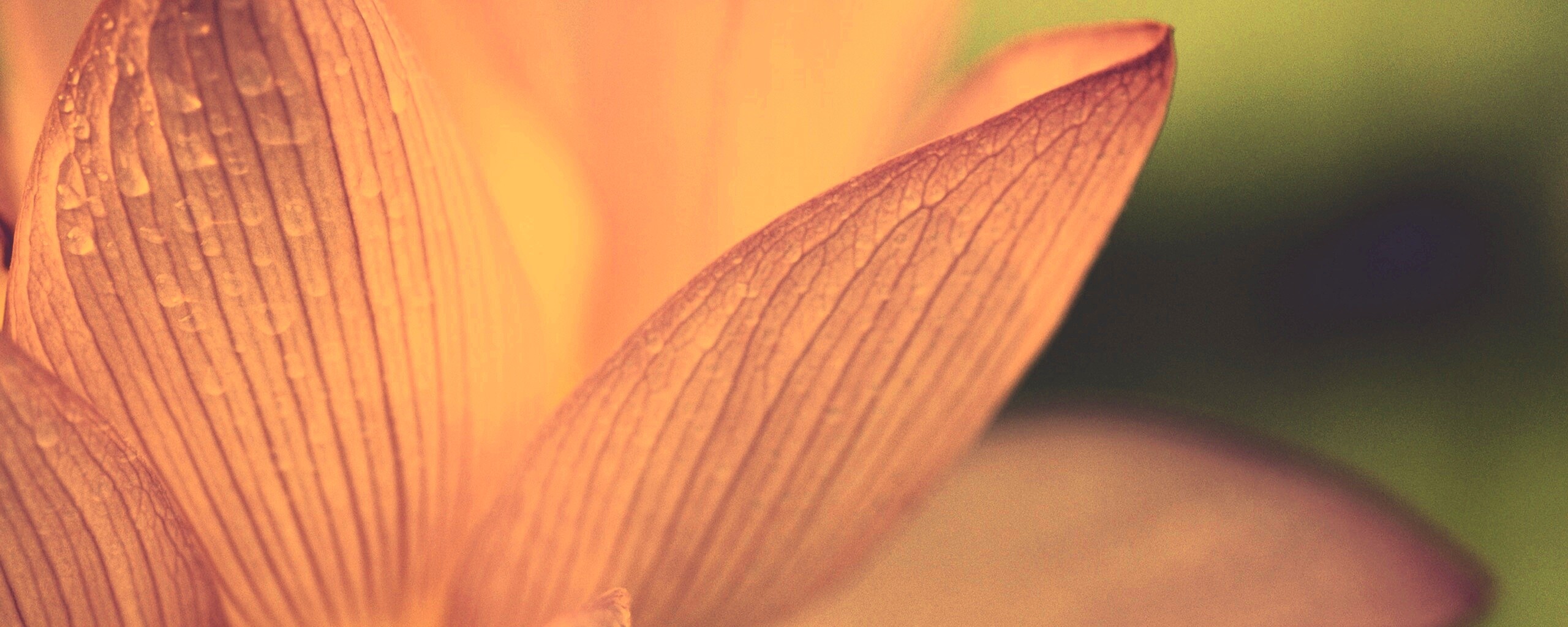 Лепестки цветов обои