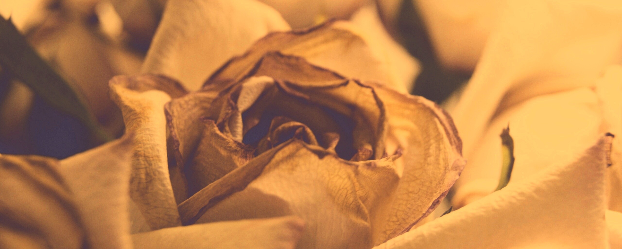 Увядающая роза обои