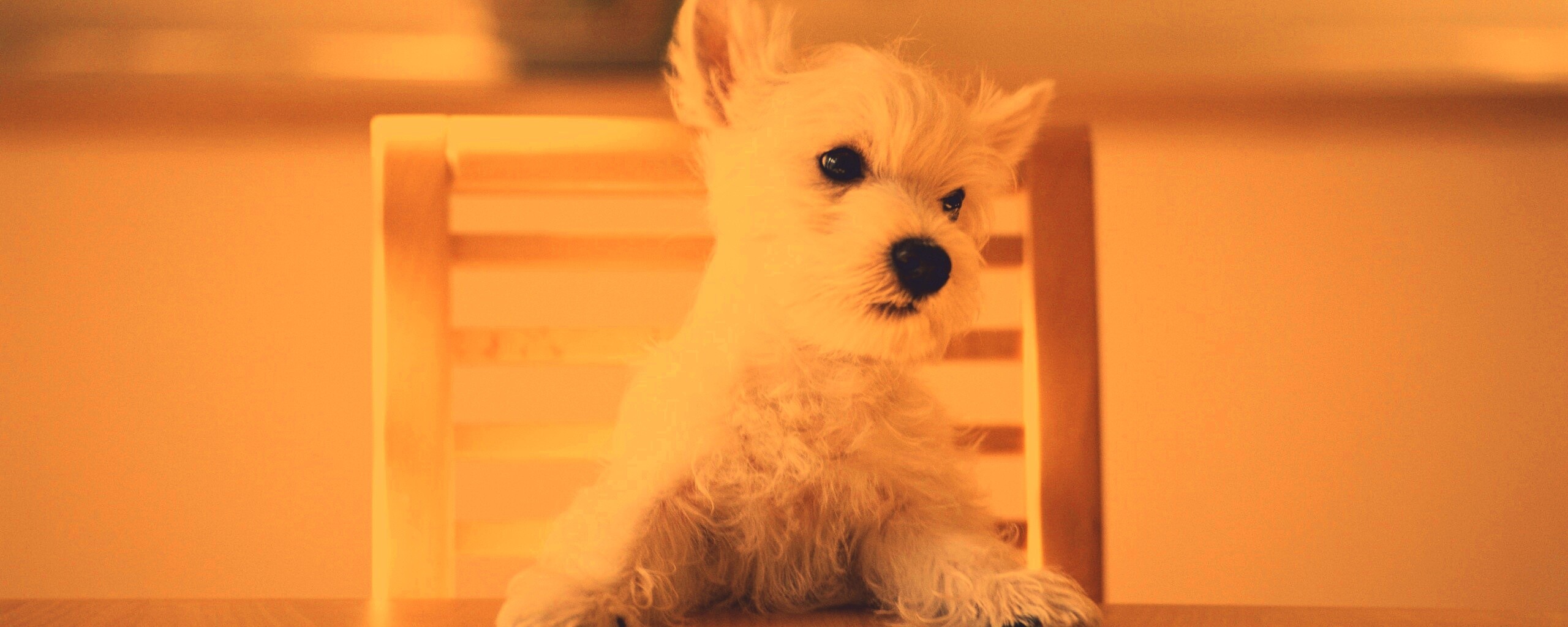 Щенок на стуле обои