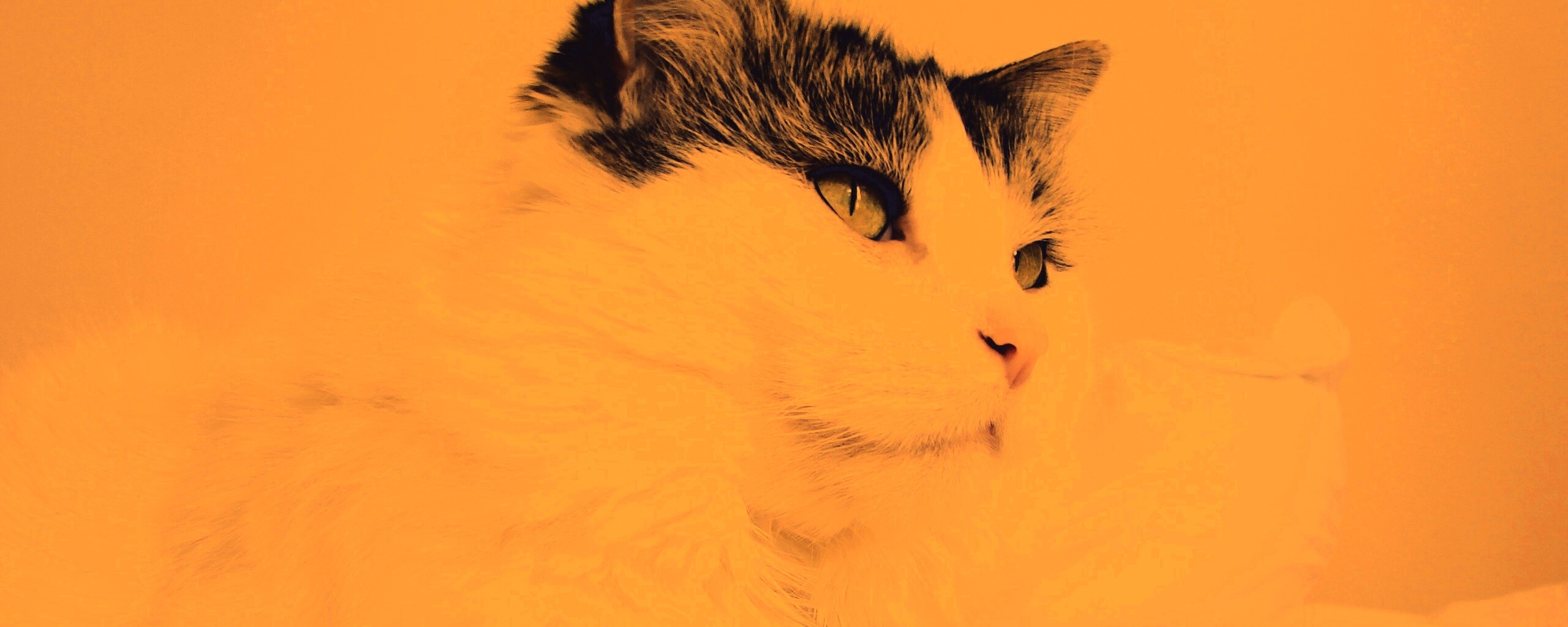 Белый кот с серой макушкой обои