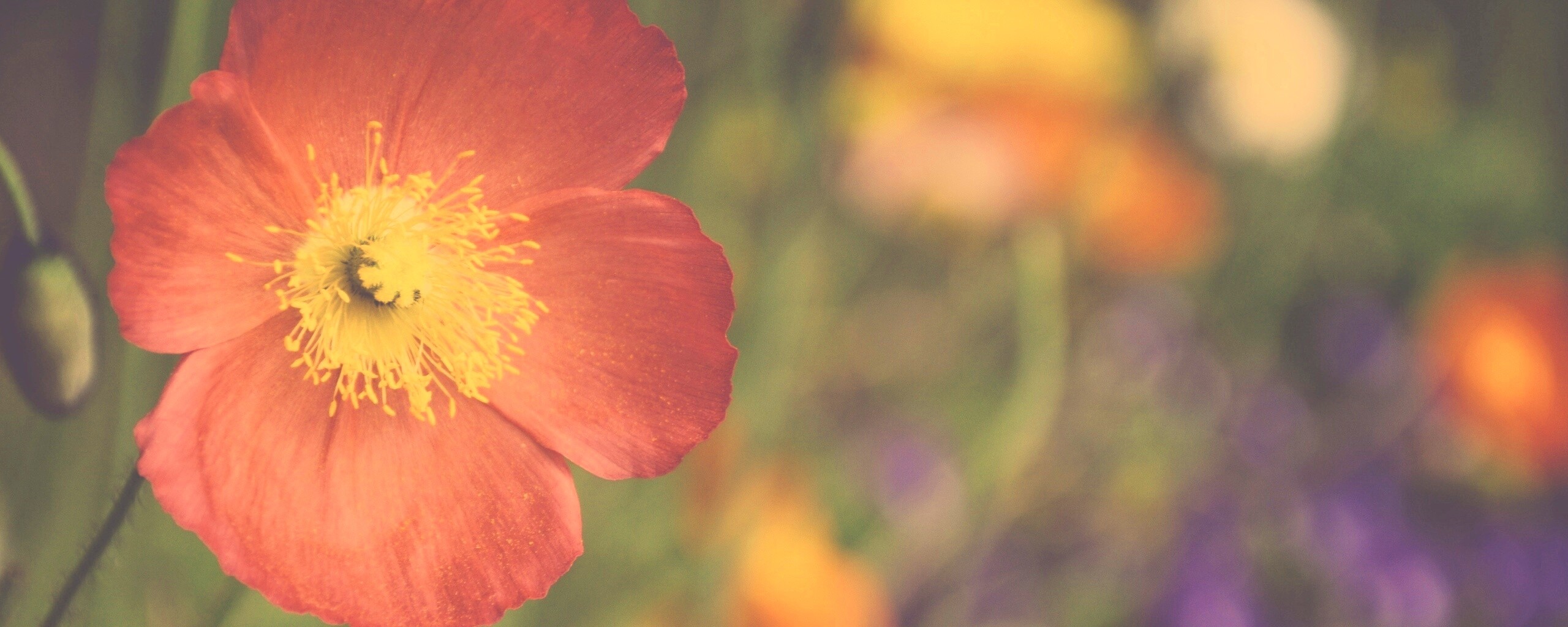 Красивый красный цветок обои