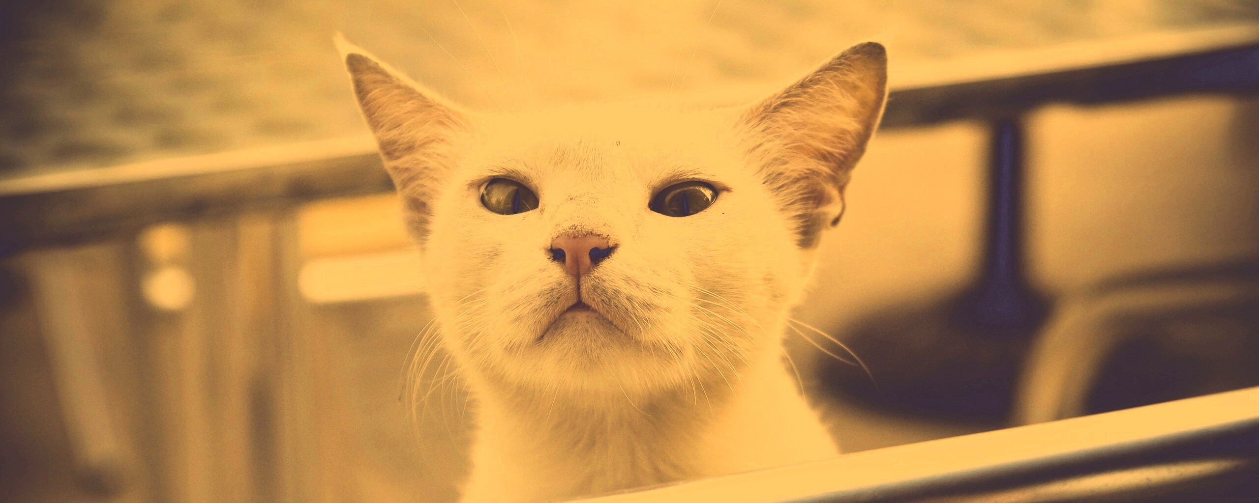 Настороженно принюхивающийся кот обои