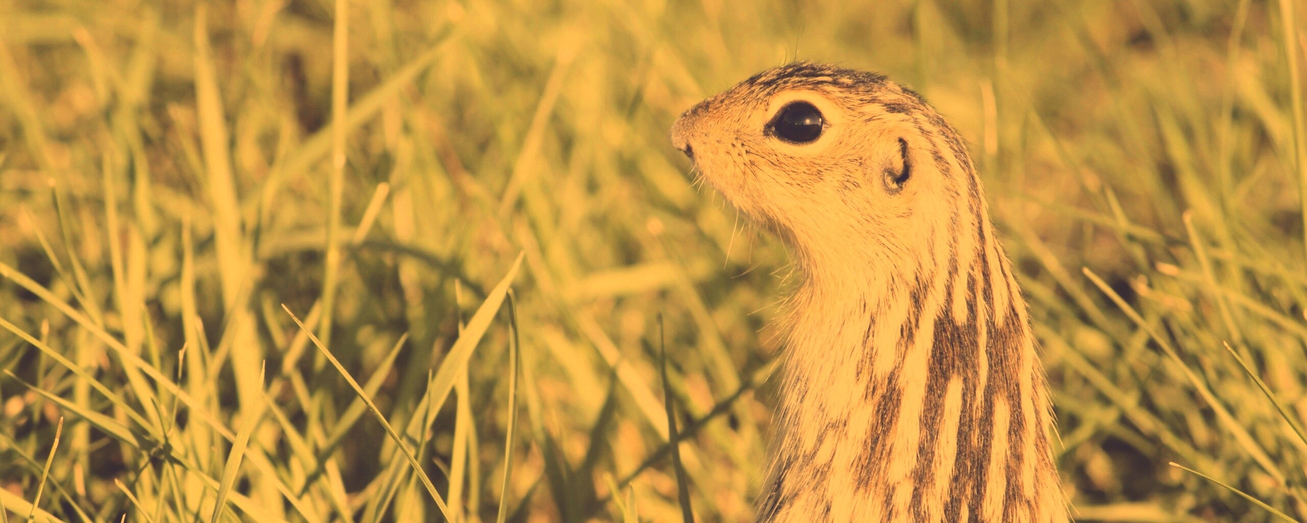 Сурок в стойке обои