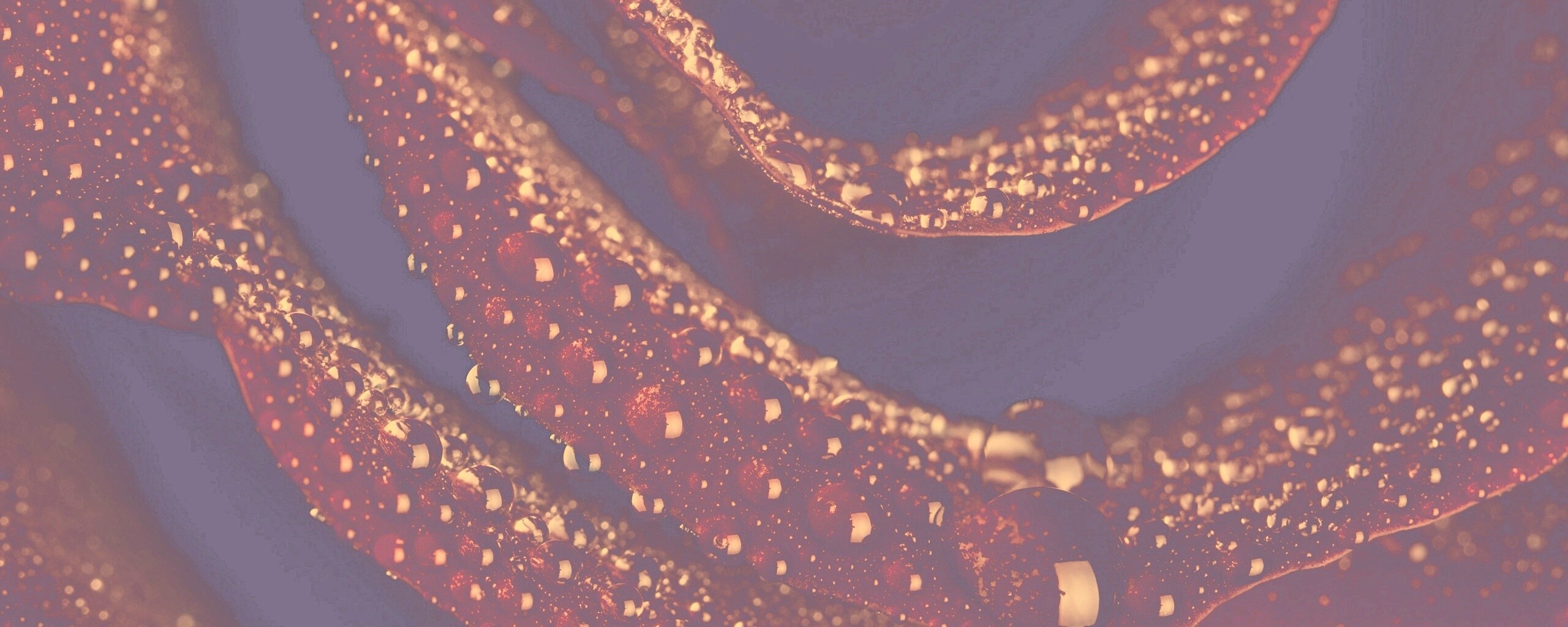 Роза в каплях обои