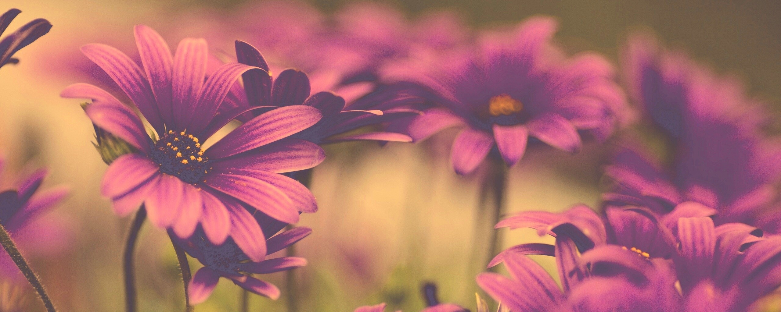 Яркие фиолетовые цветы обои