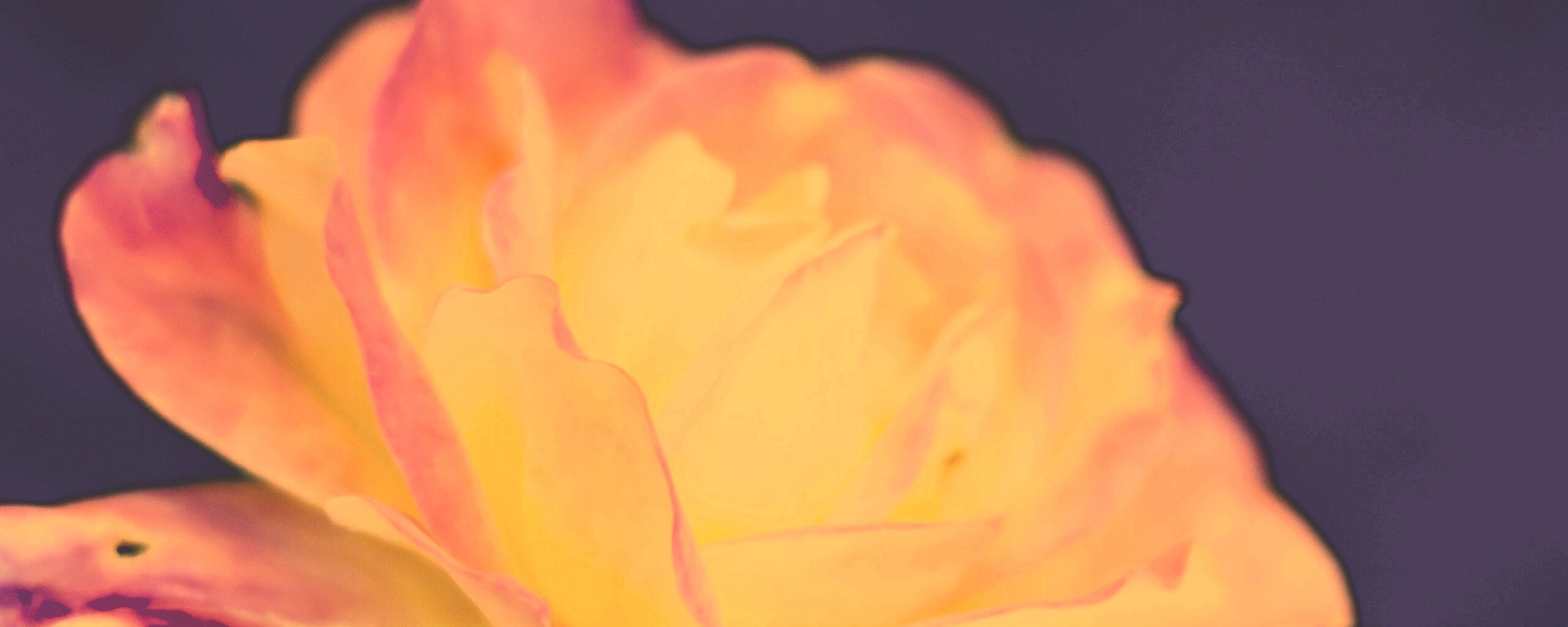 Картинка с нежным розовым цветком обои