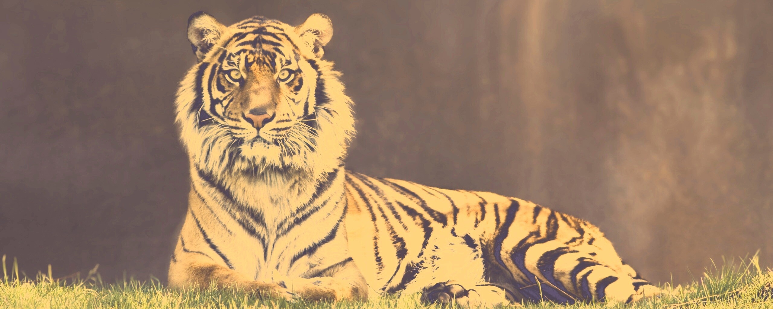 Величественный тигр обои