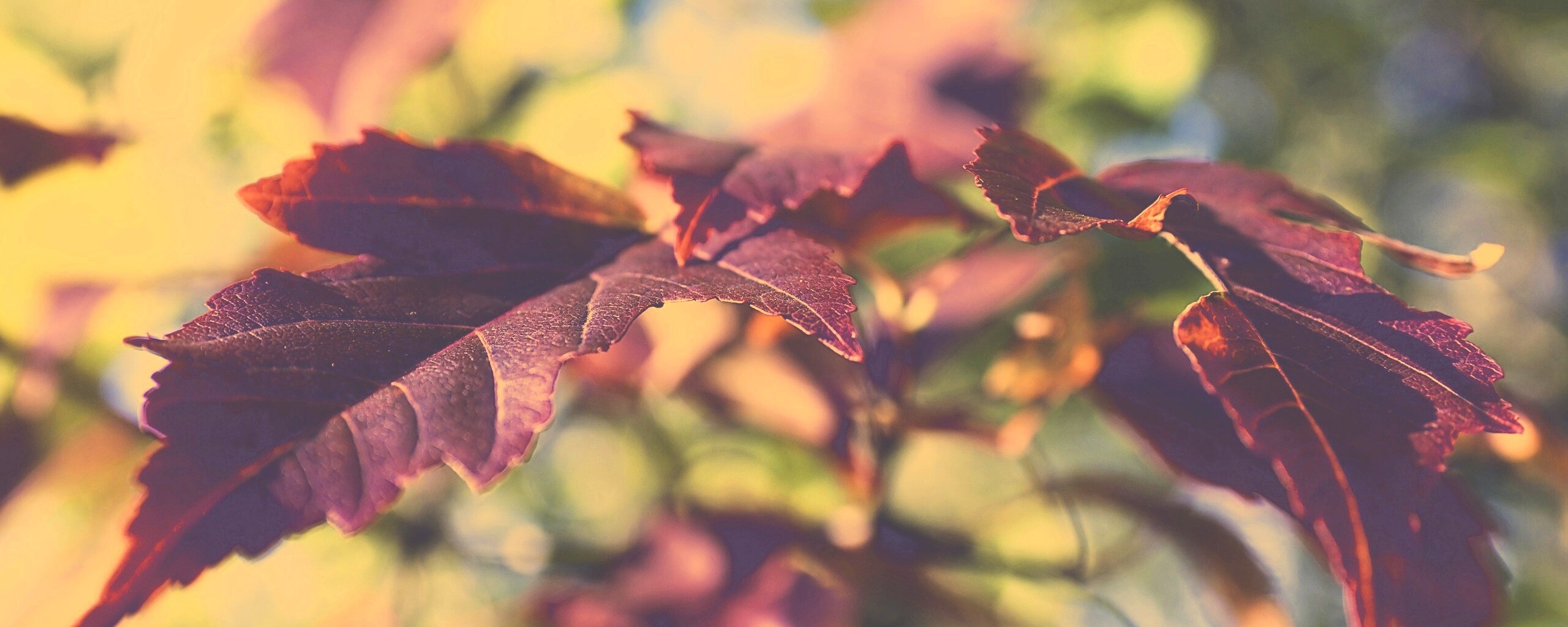 Красивые осенние листья в баговых цветах обои