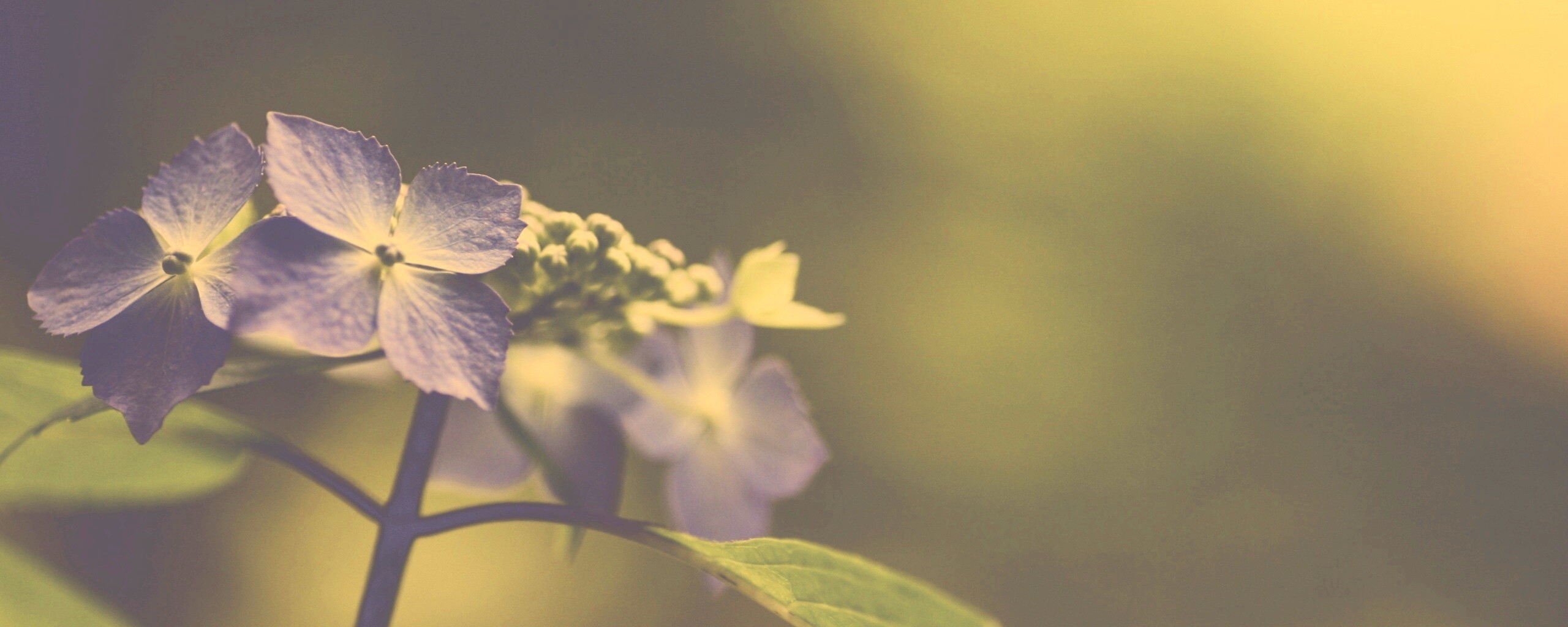 Нежно-синие цветы обои