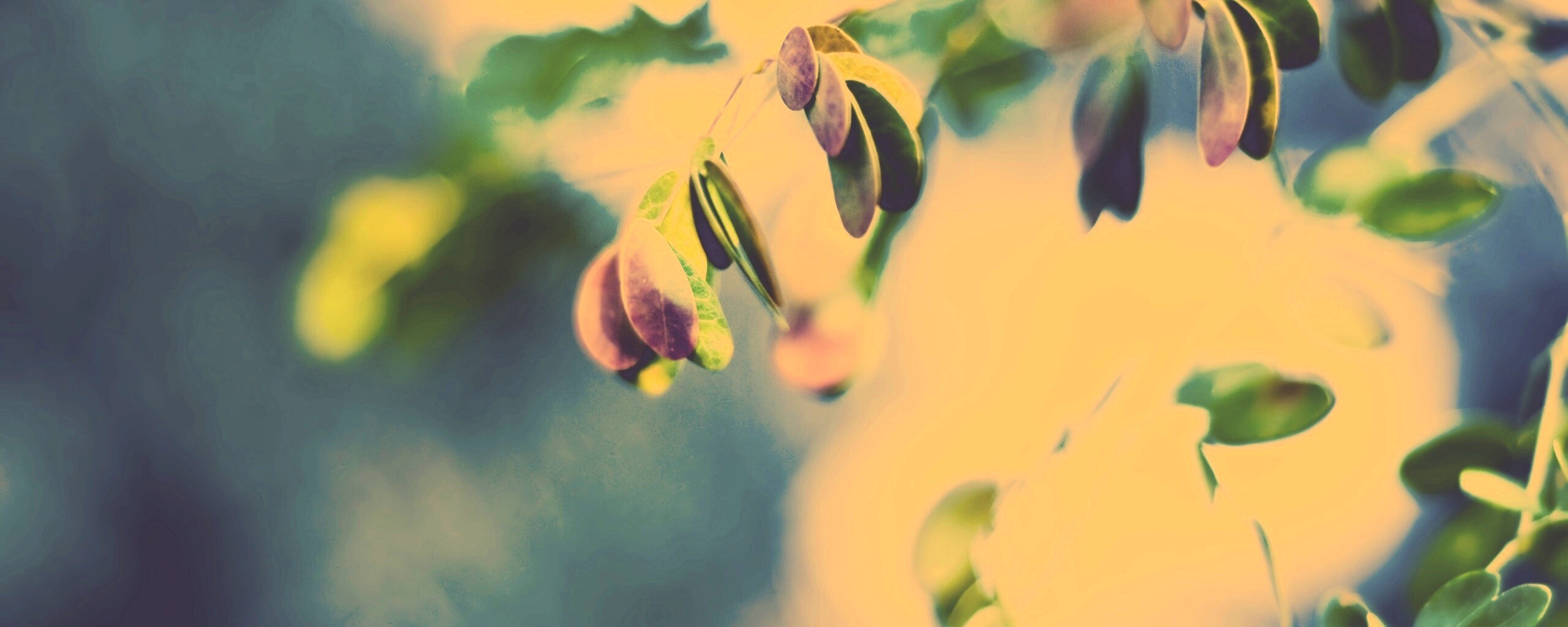 Фиолетовые листья обои