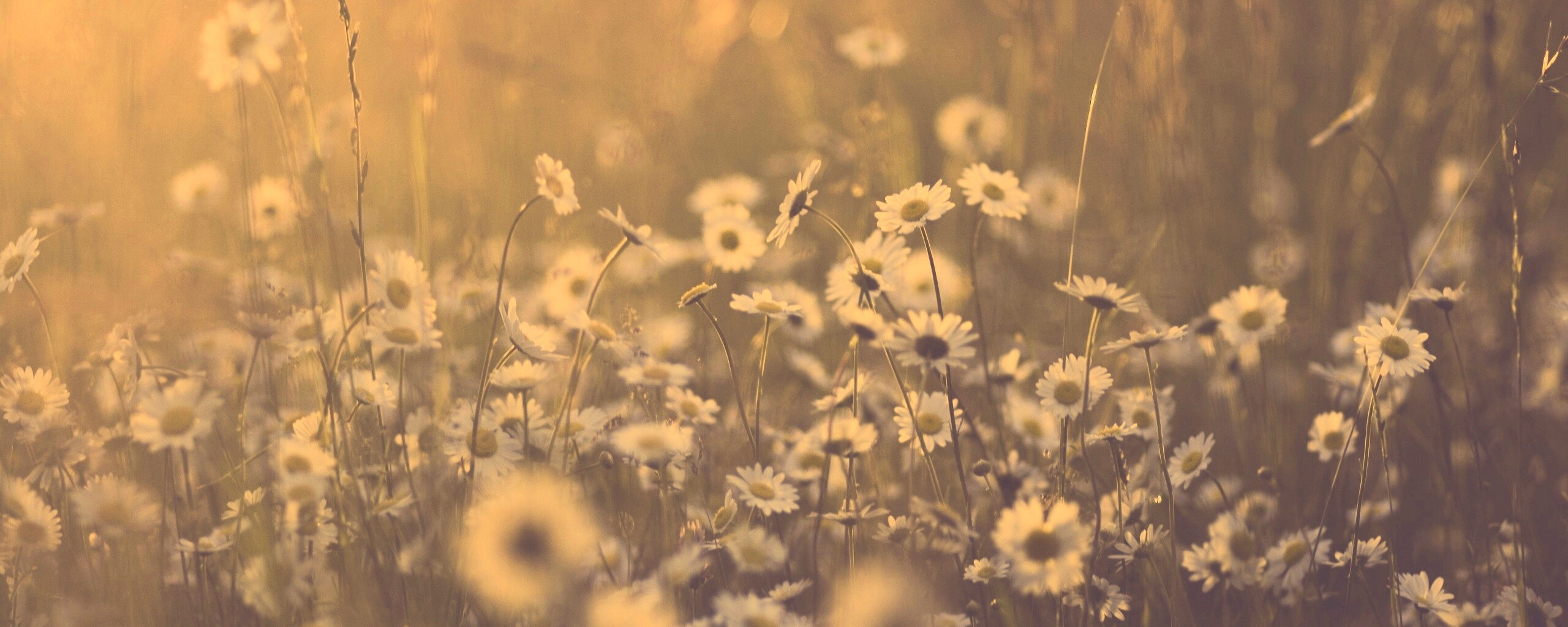 Поле ромашек обои