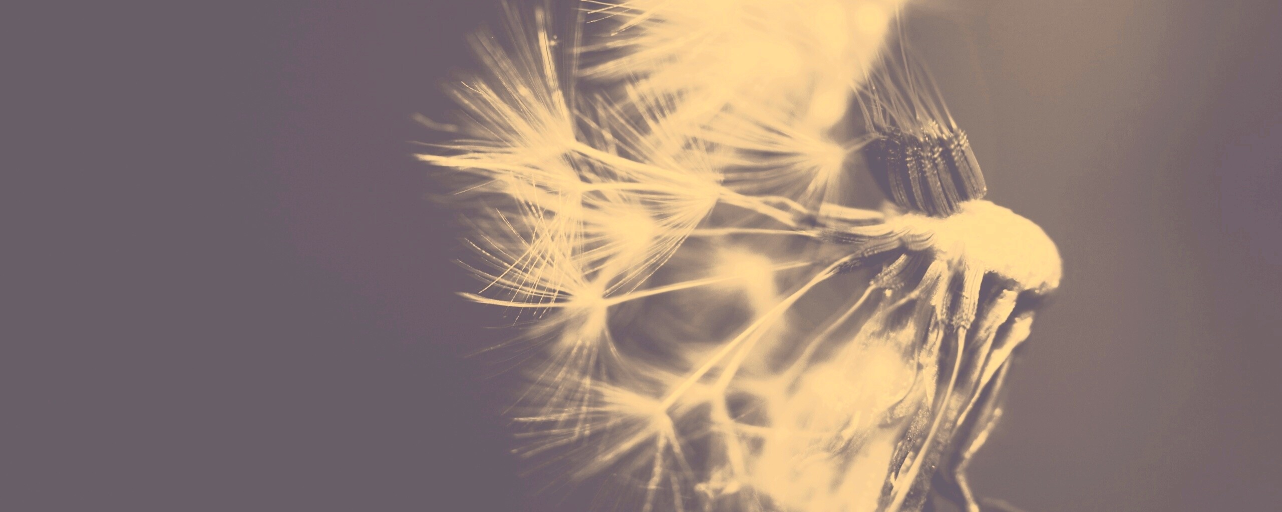 Сдутый одуванчик обои