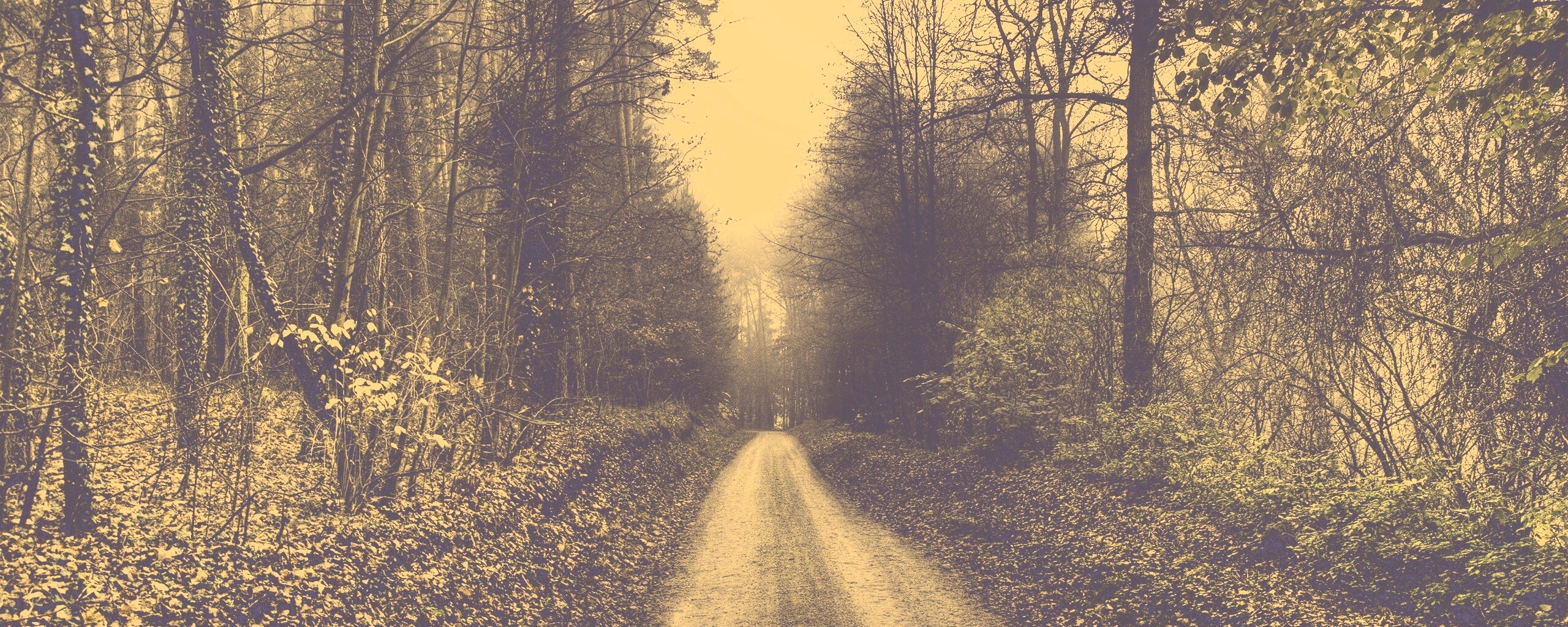 Лесная дорога обои