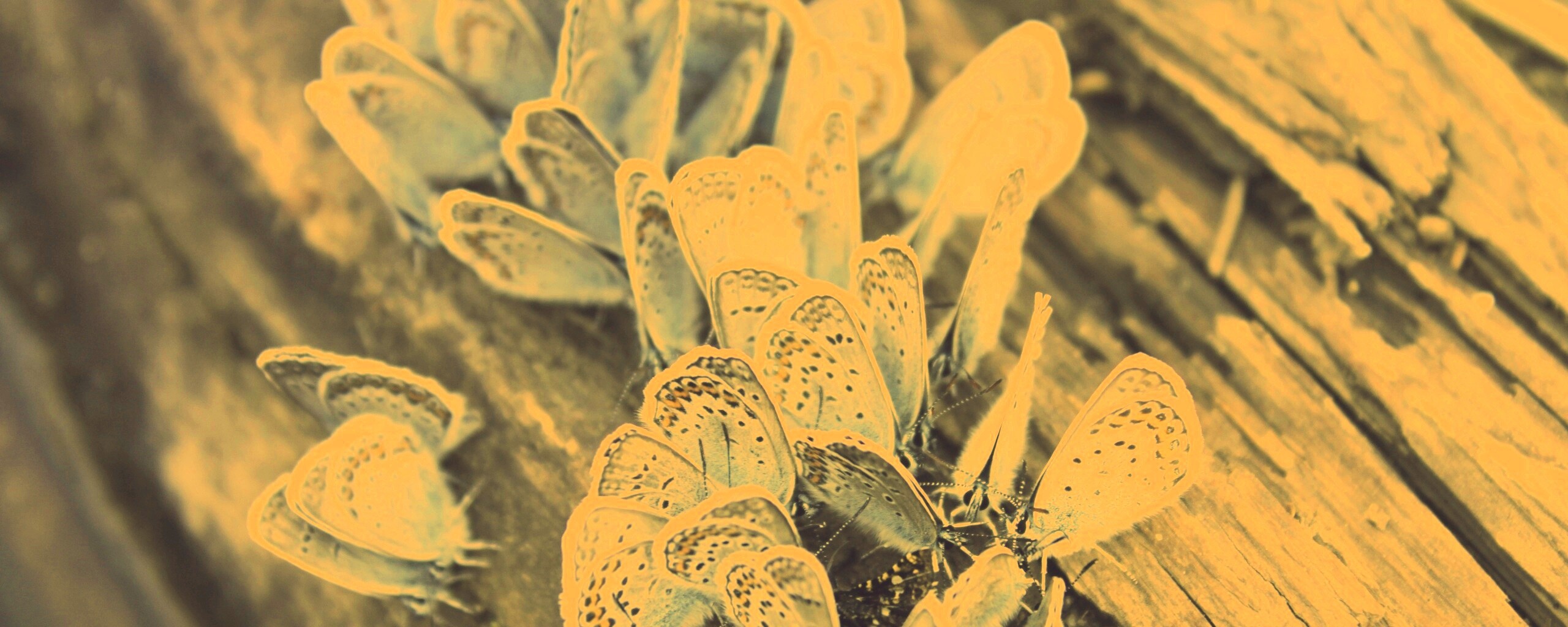 Голубые бабочки обои