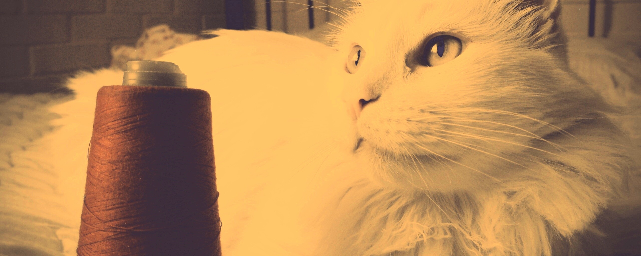 Белый кот с катушкой ниток обои