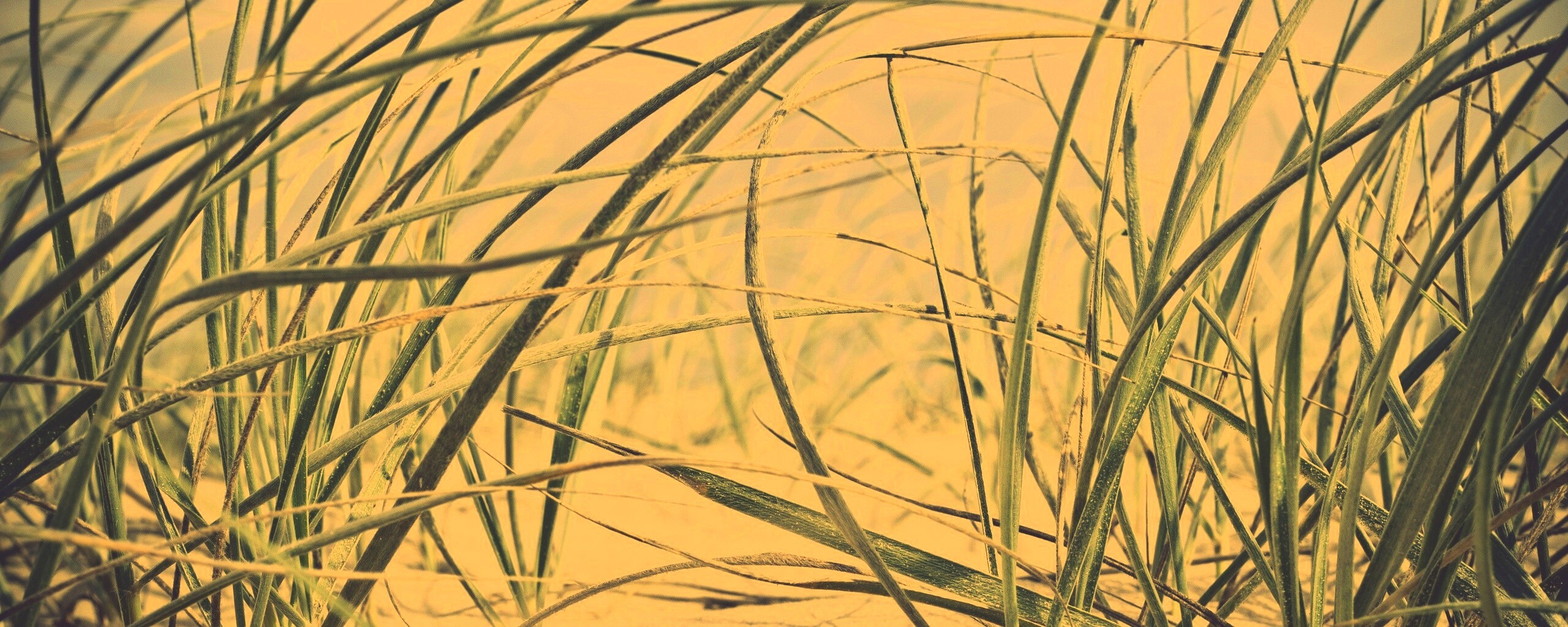 Трава на песке обои