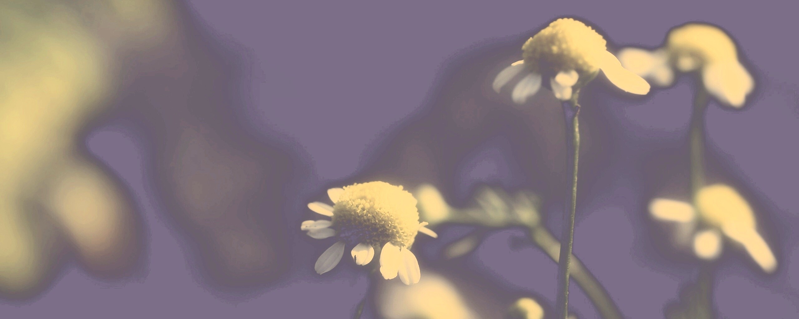 Стремный лепестун обои