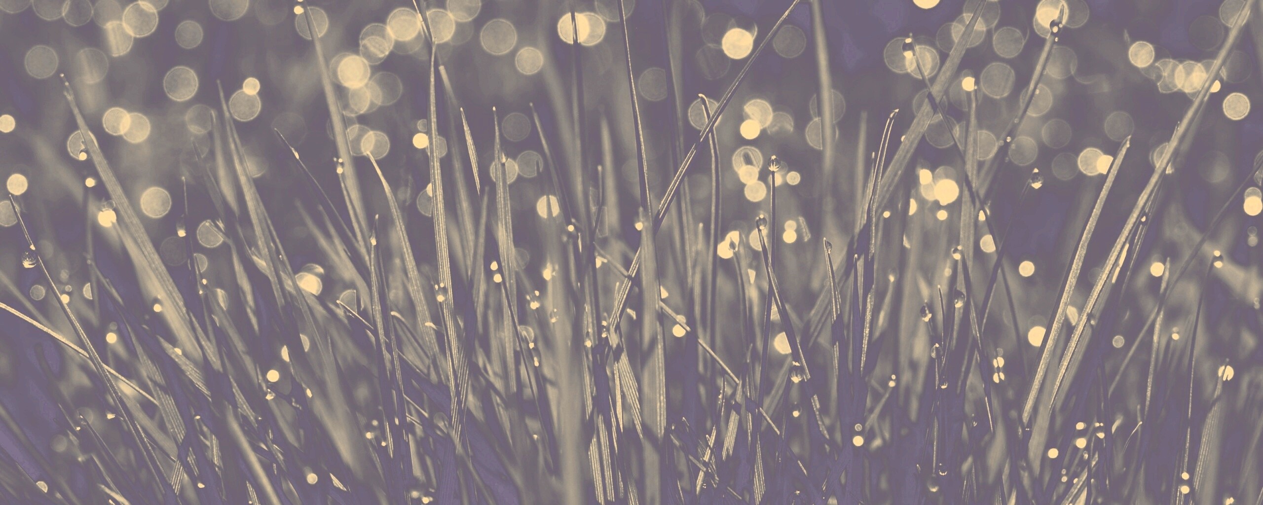 Трава ночью обои