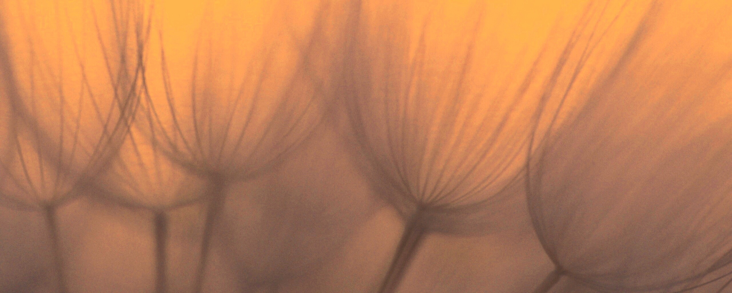 Рисунок одуванчика обои