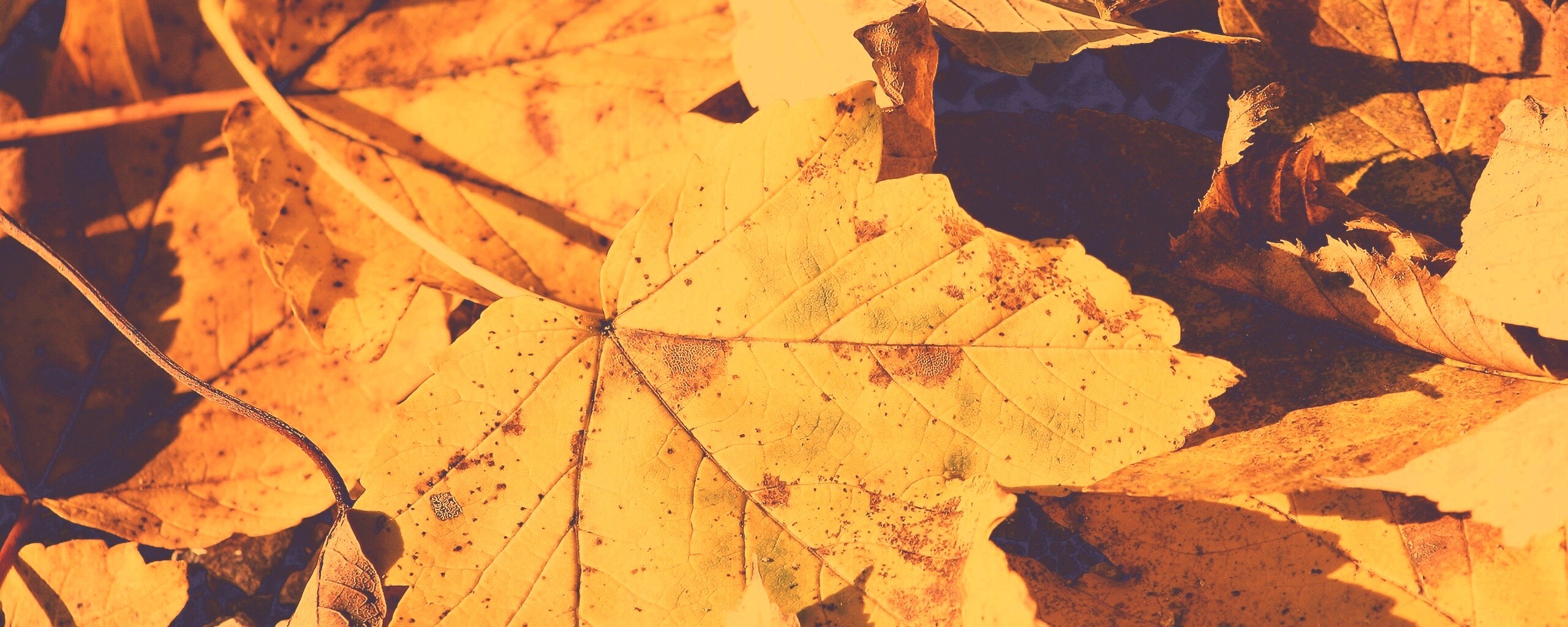 Осенние листья обои