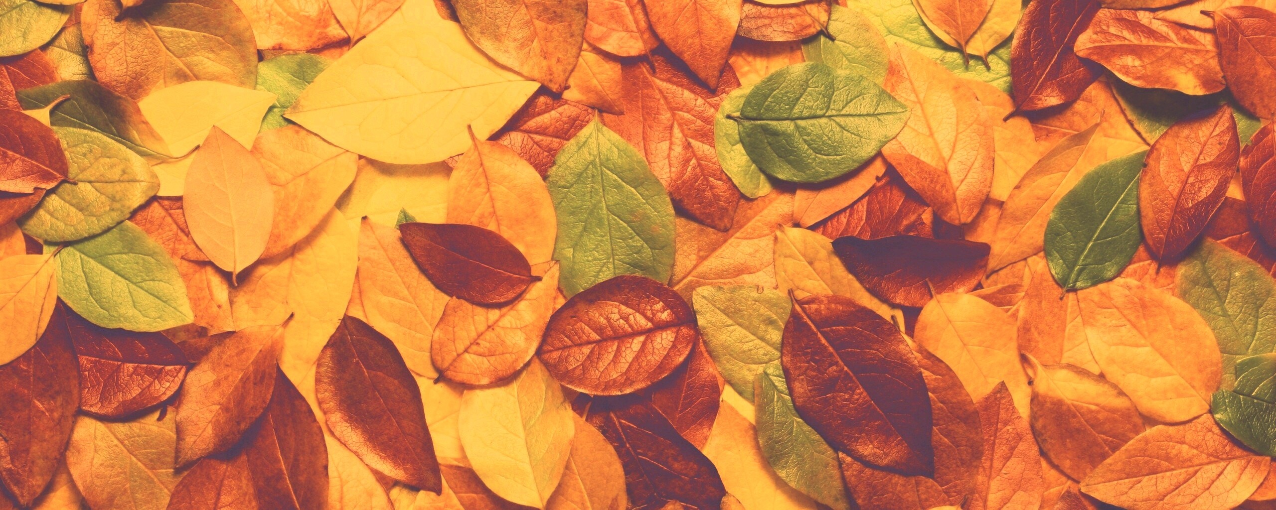 Цветной ковёр из листьев обои