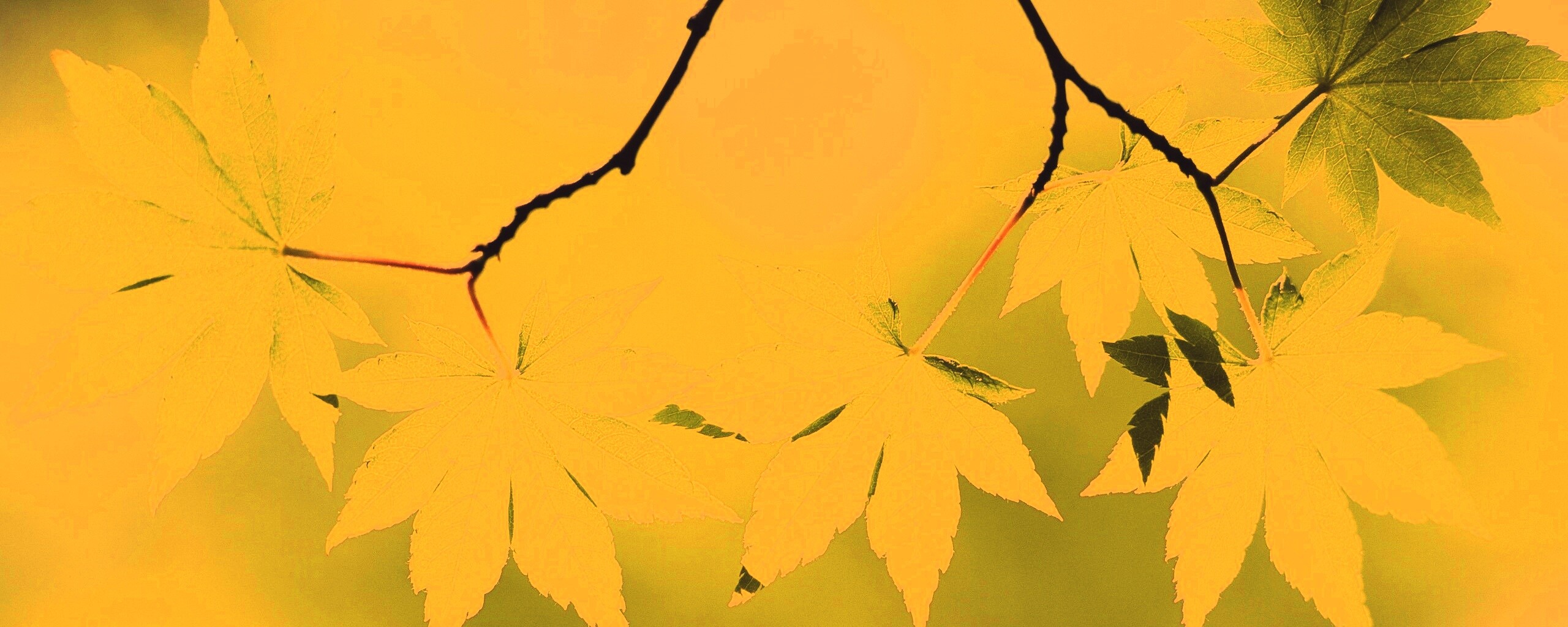 Зелёные листья обои