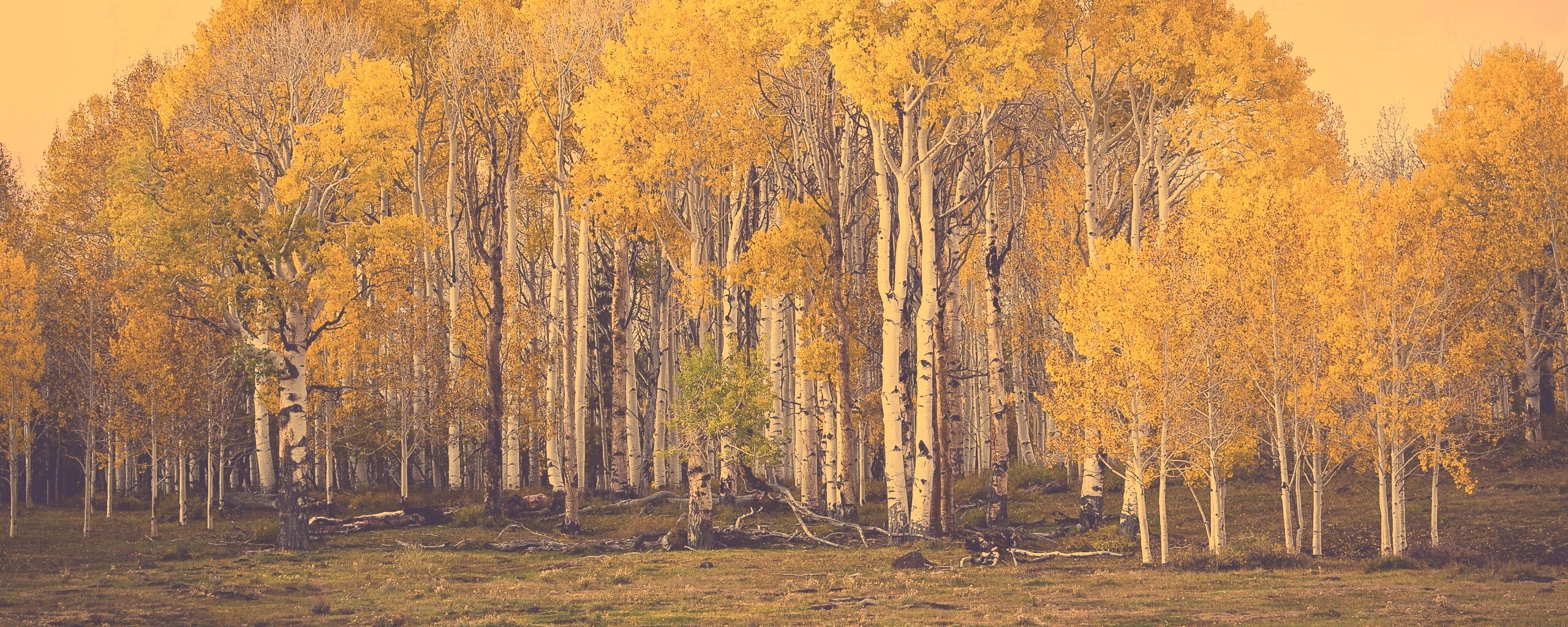 Пожелтевшая березовая роща обои