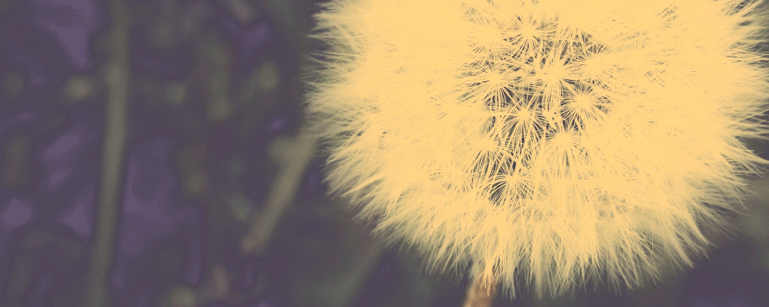 Одуванчик обои