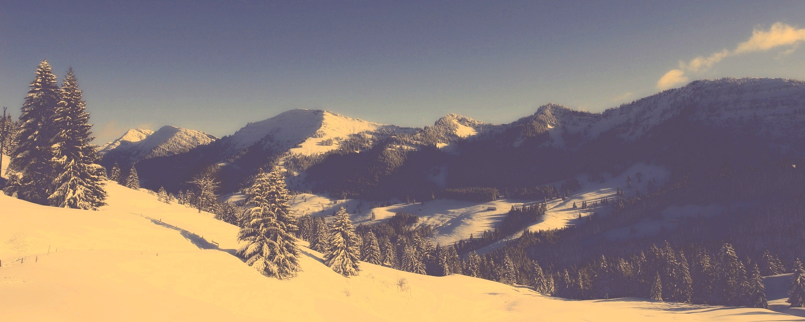 Лес в горах обои