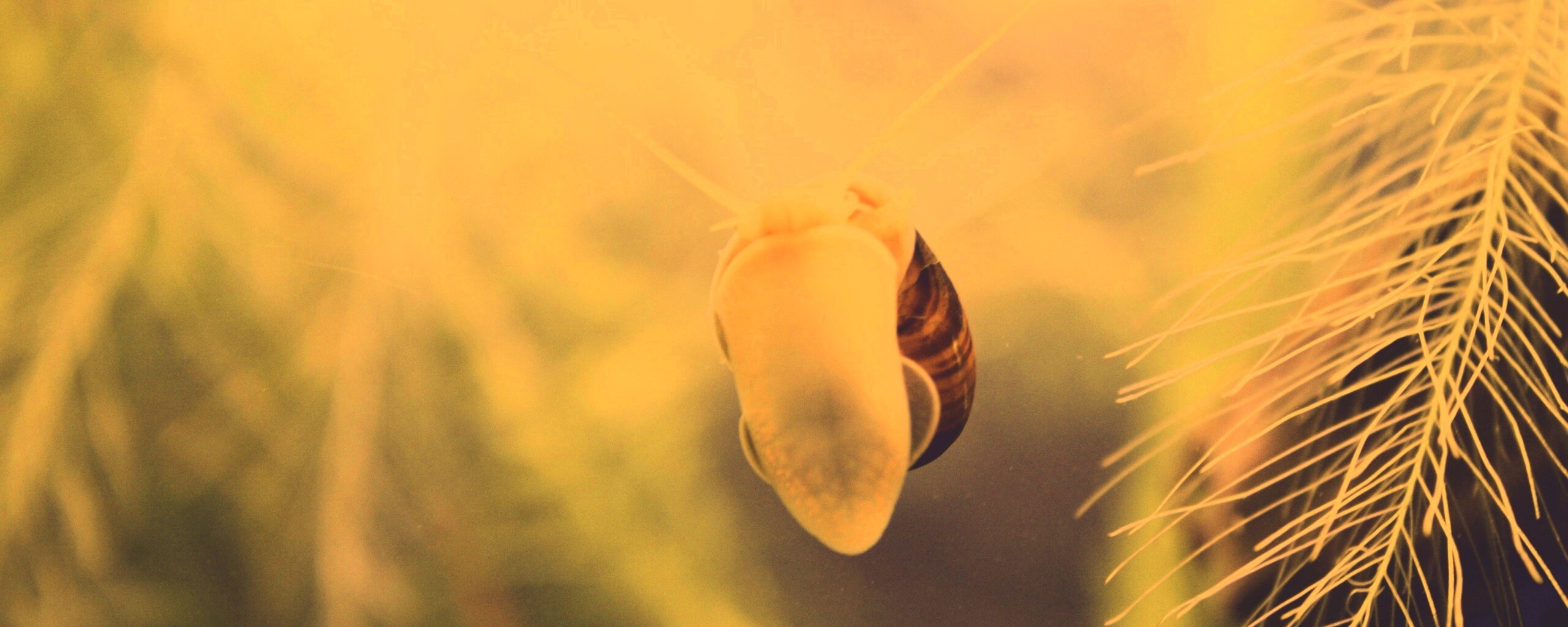 Летящее насекомое обои