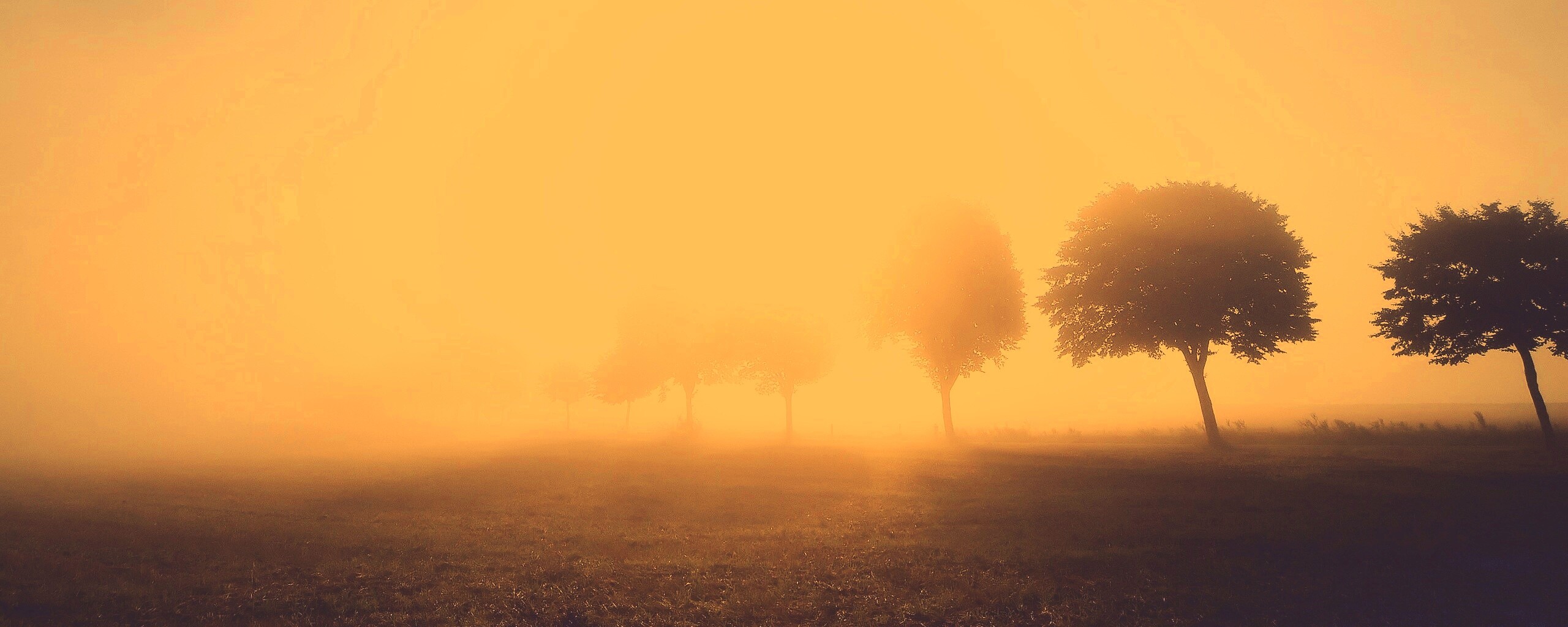 Деревья в поле обои