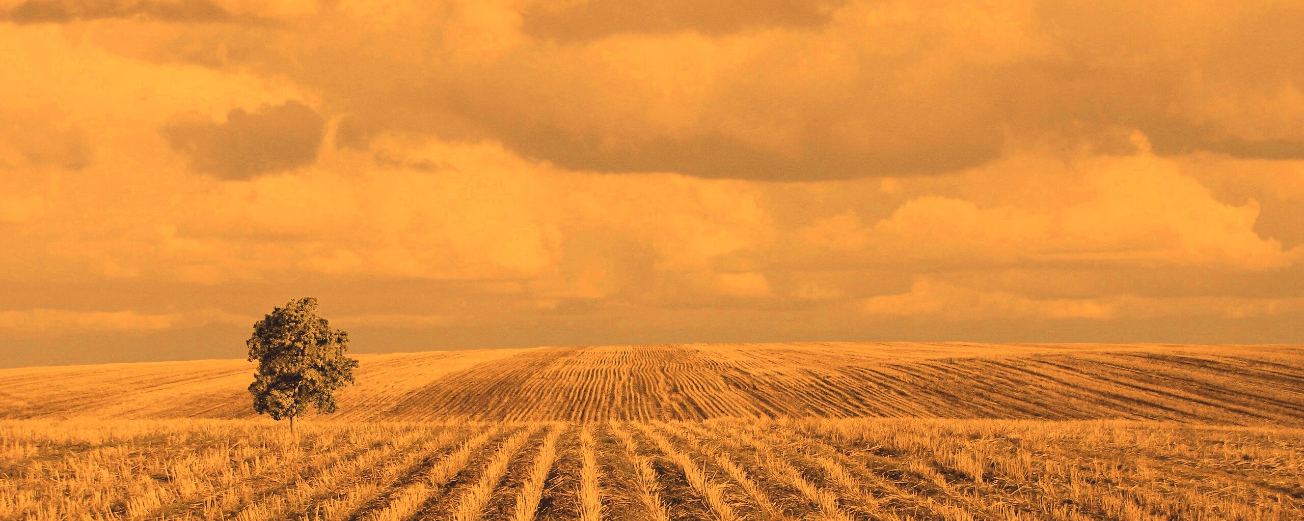 Дерево в поле обои