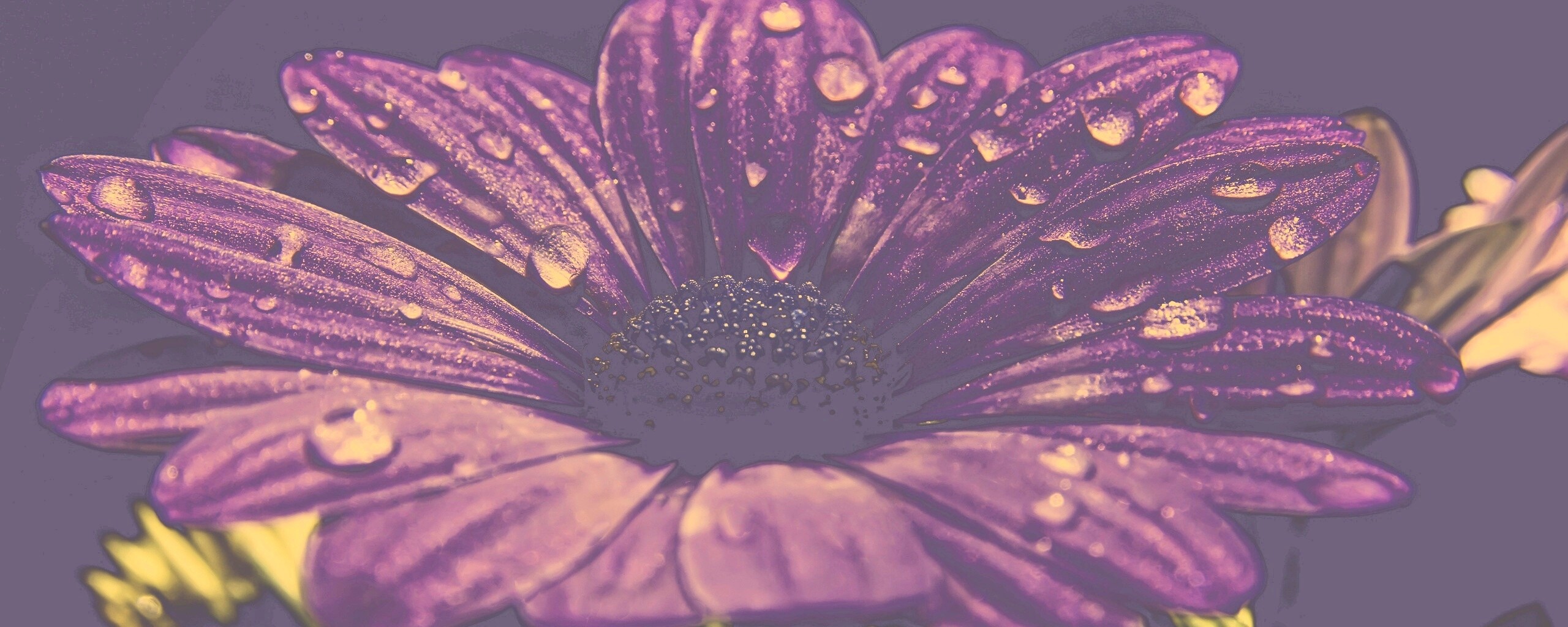 Мокрый от росы фиолетовый цветок обои