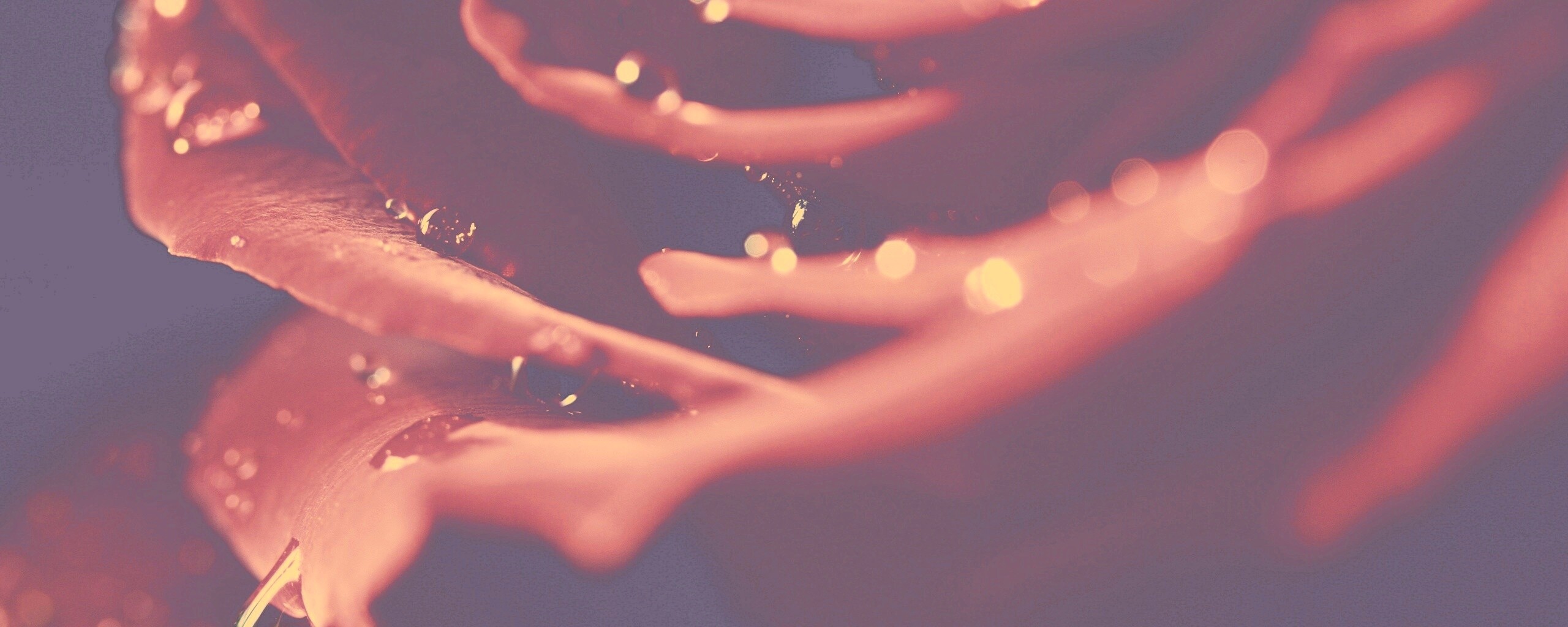 Капли на лепестках розы обои